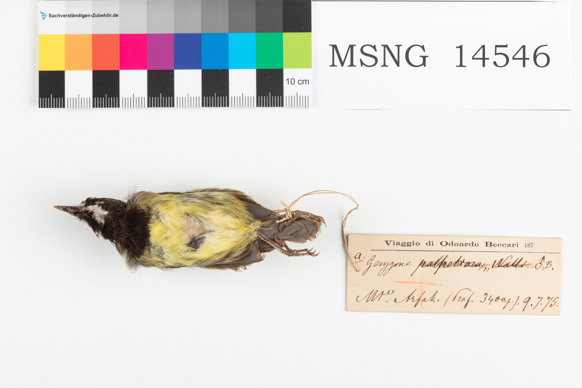 Gerigone testanera (esemplare)