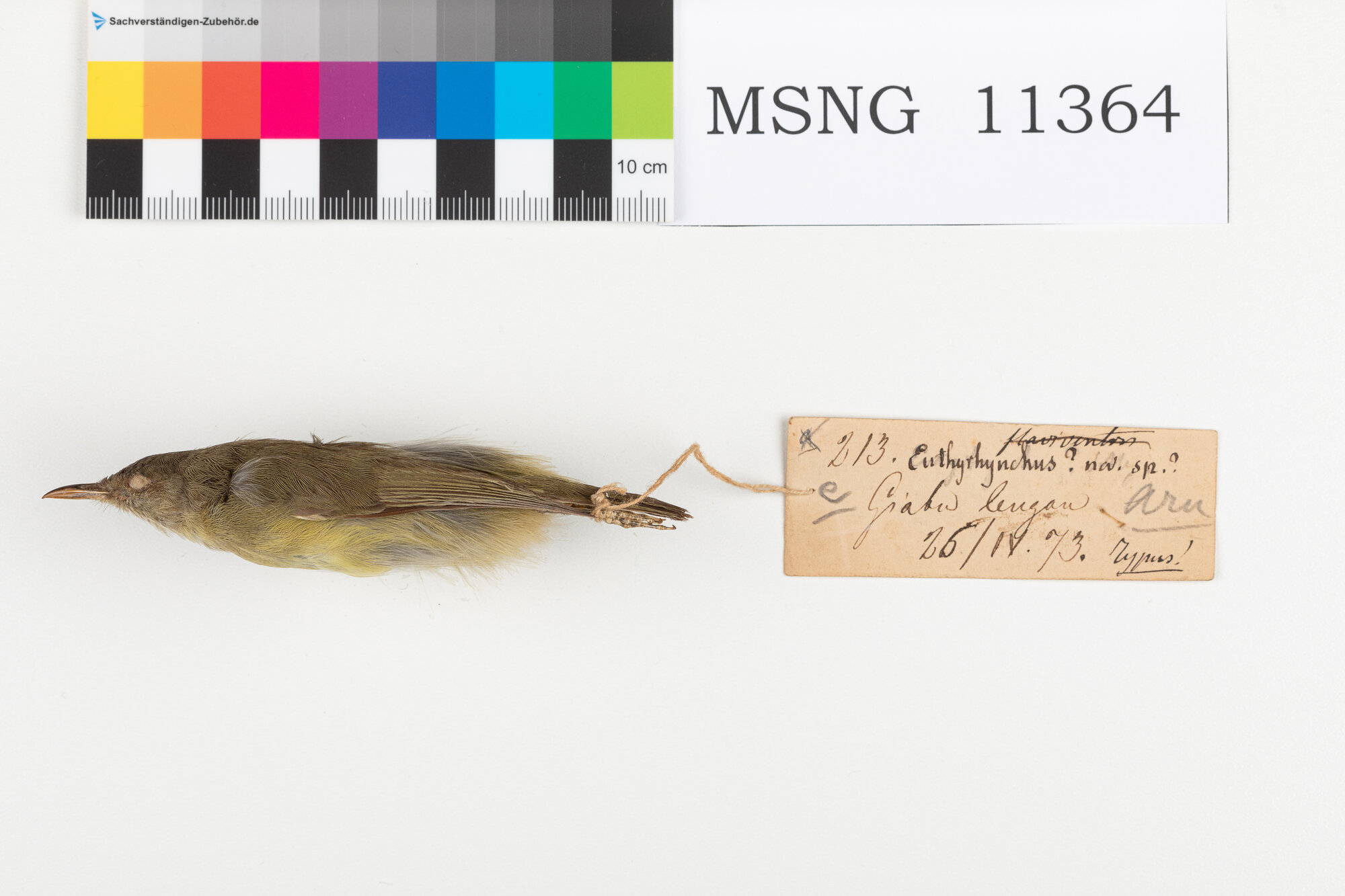 Mangiamiele dorsoverde (esemplare)