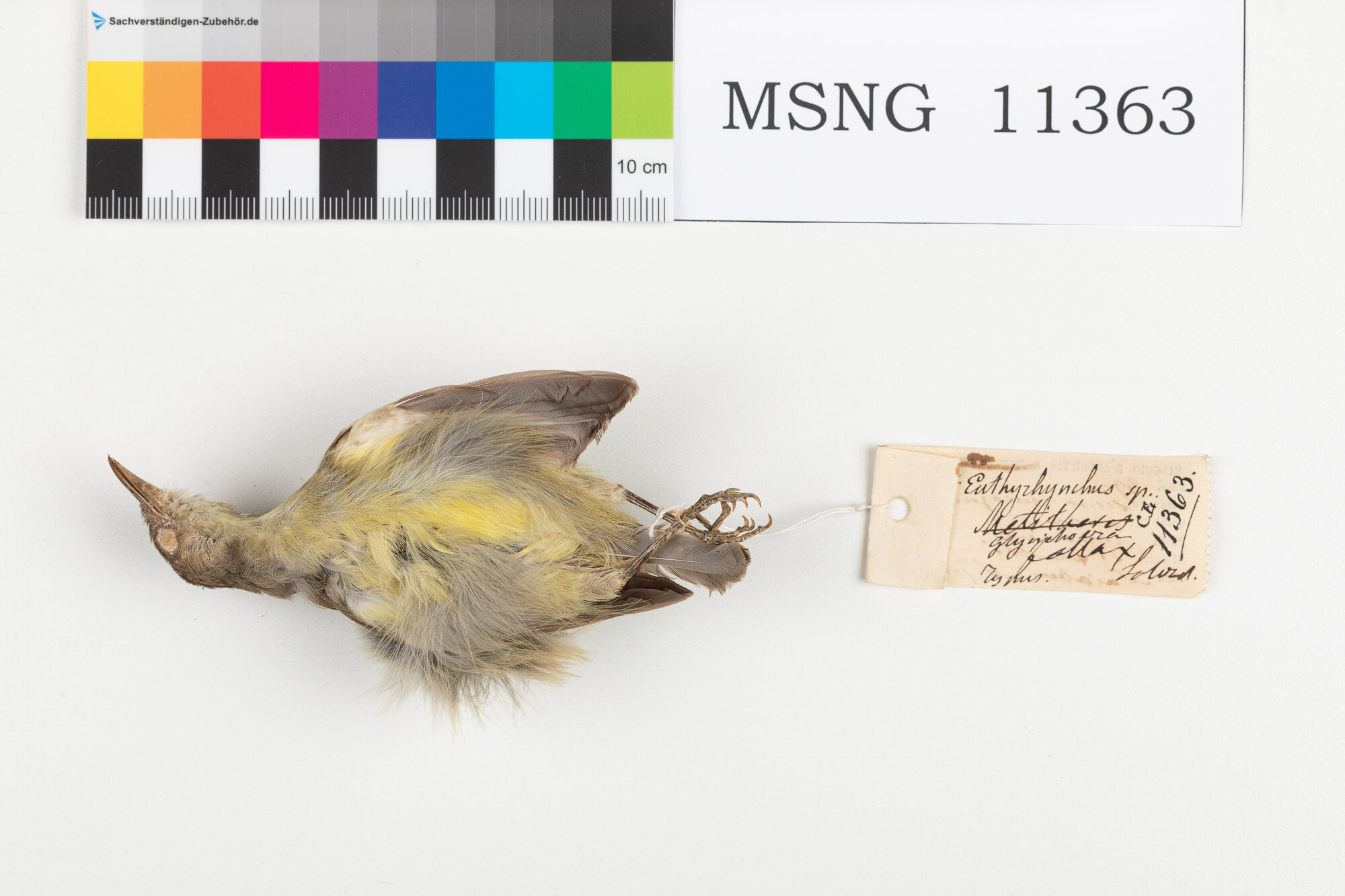 Mangiamiele dorsoverde (esemplare)