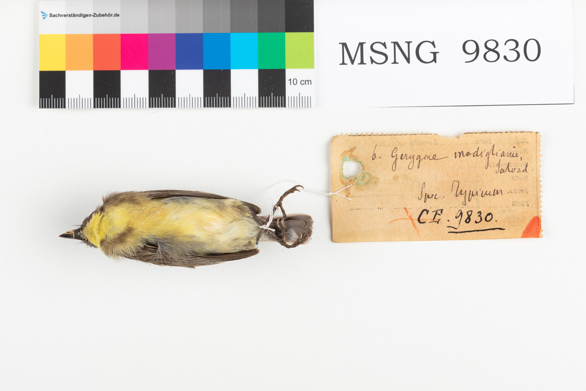 Gerigone ventresulfureo (esemplare)