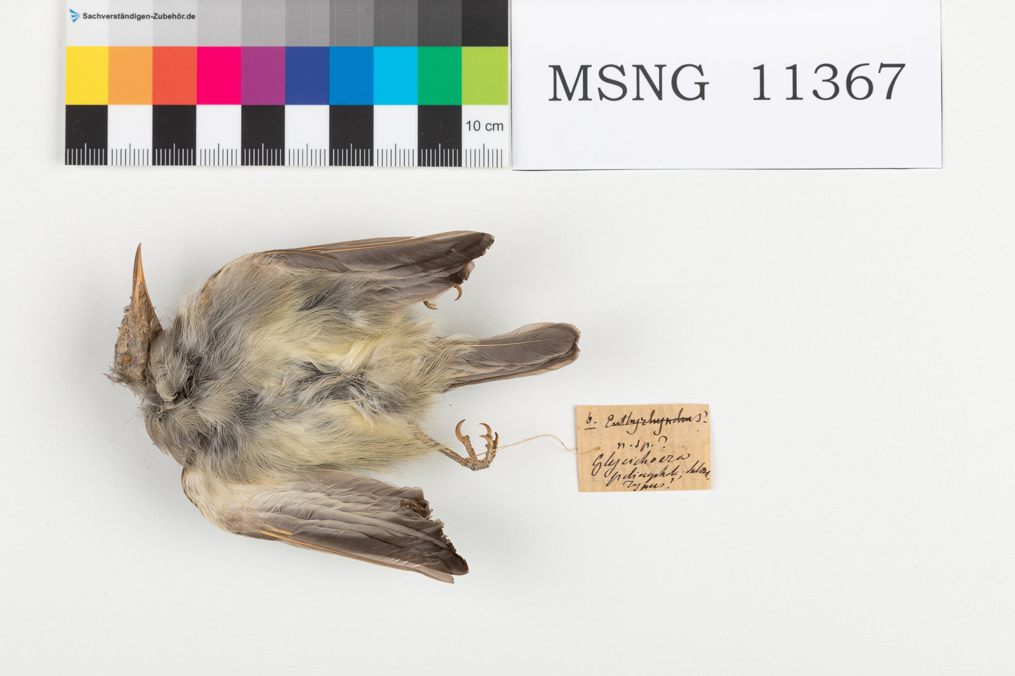 Mangiamiele dorsoverde (esemplare)