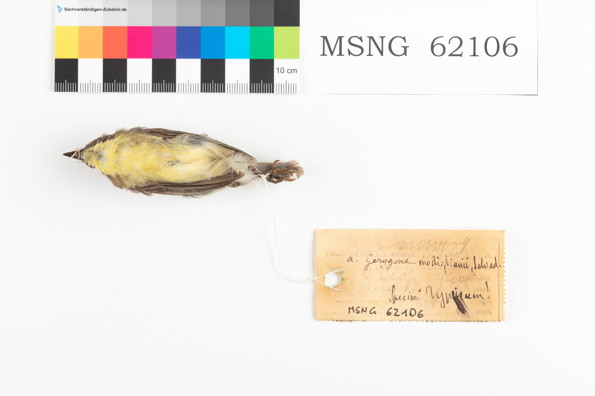 Gerigone ventresulfureo (esemplare)