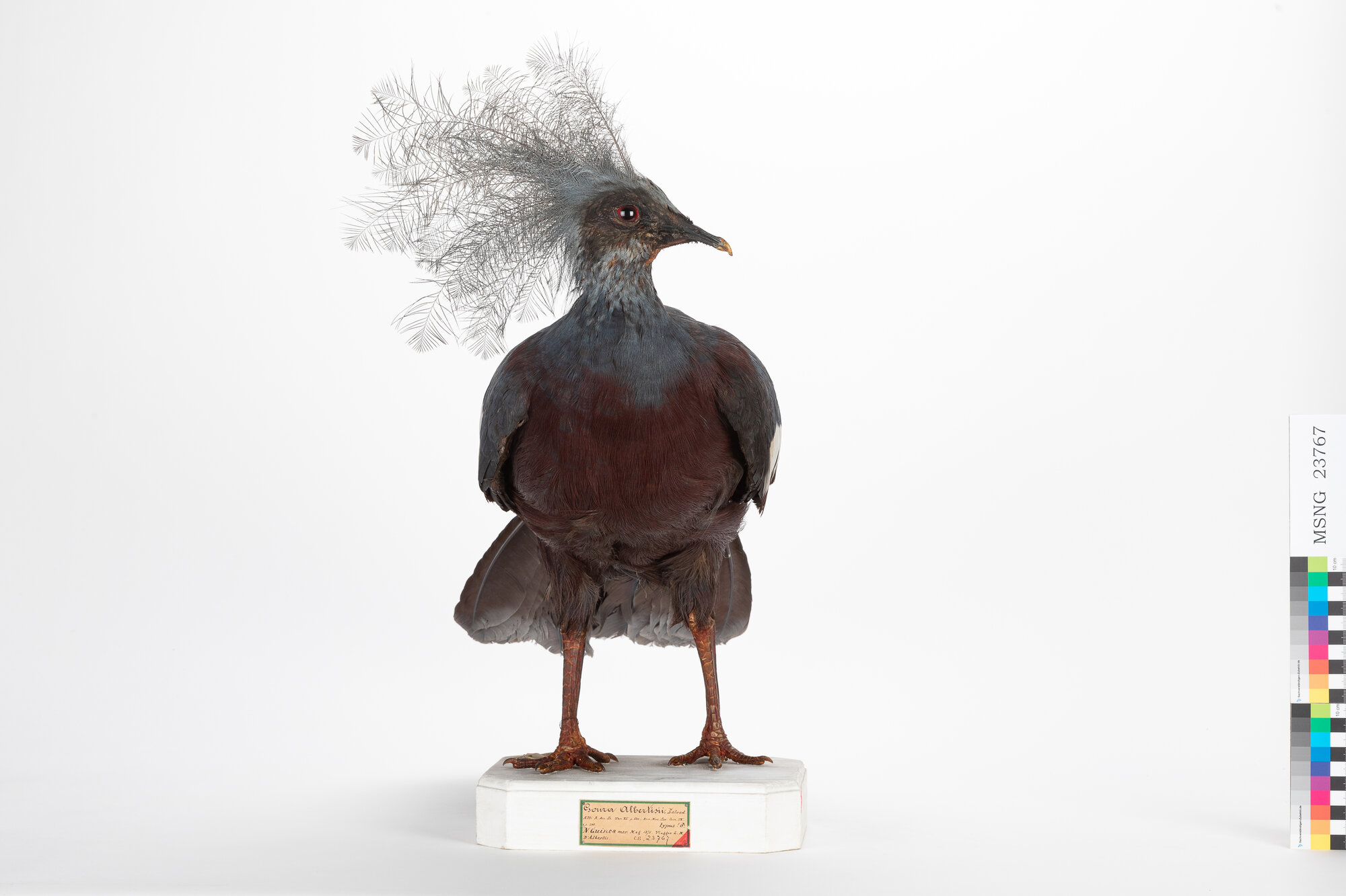 Gura di D'Albertis (esemplare)