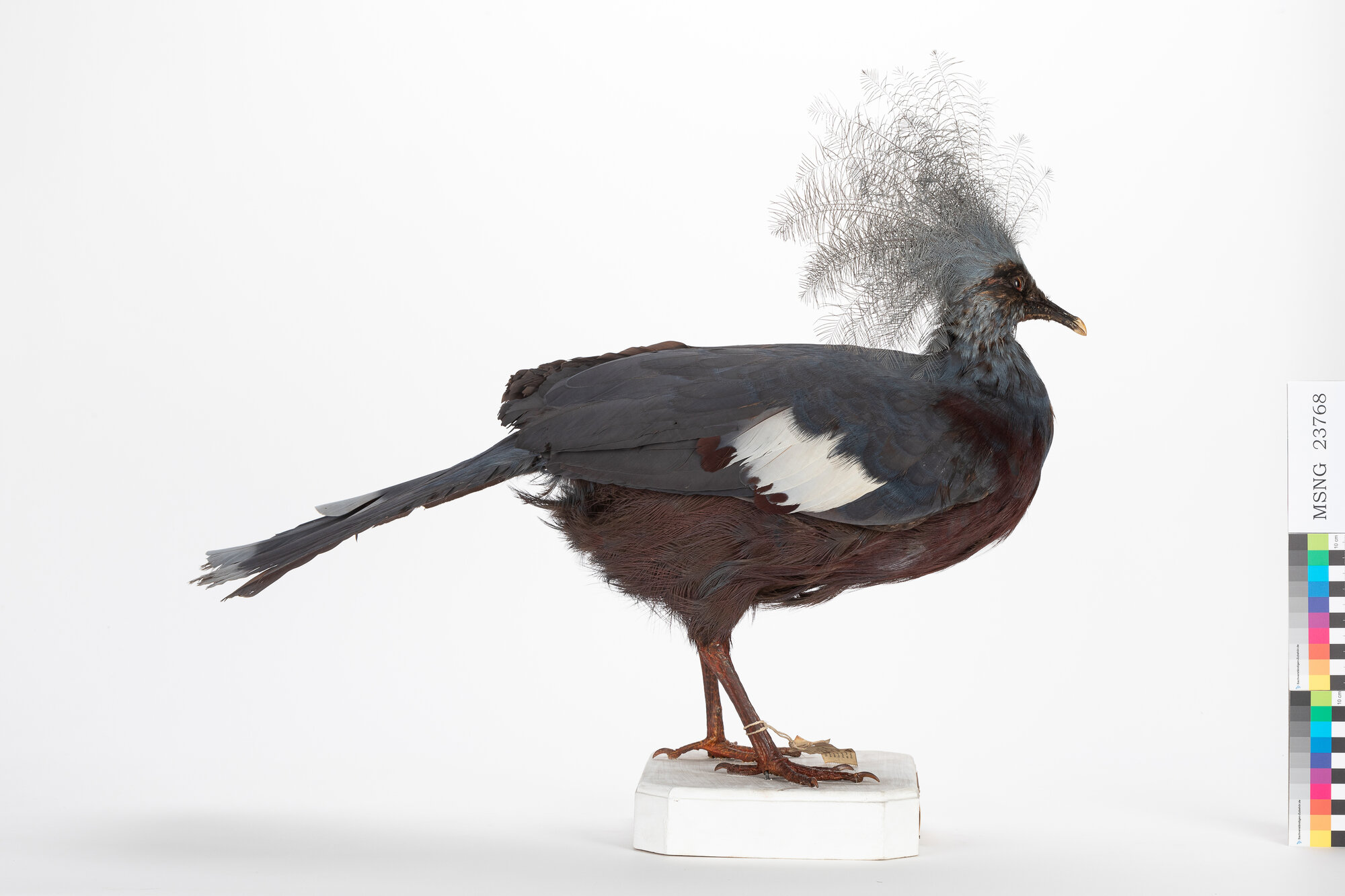 Gura di D'Albertis (esemplare)