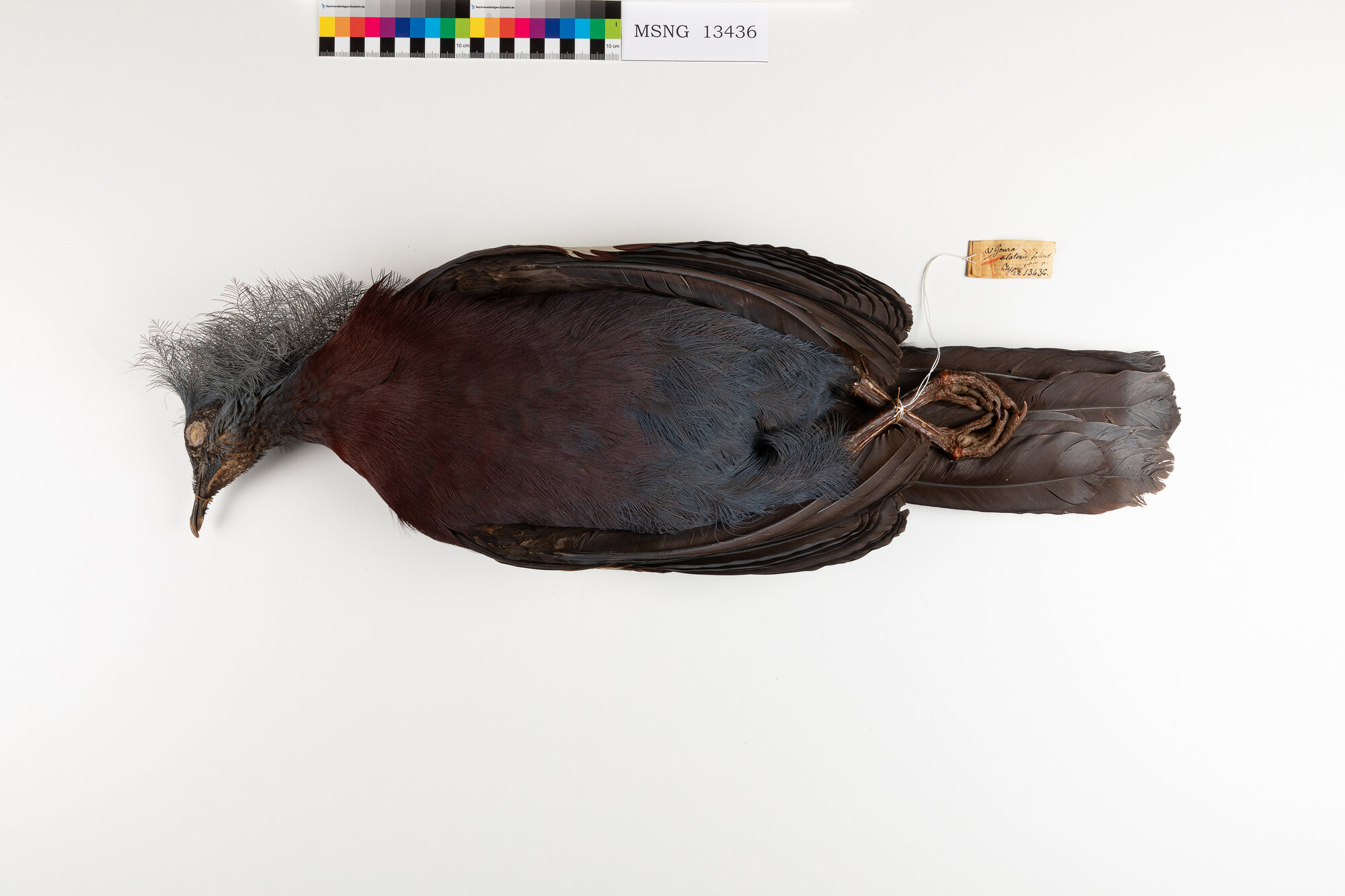 Gura di D'Albertis (esemplare)