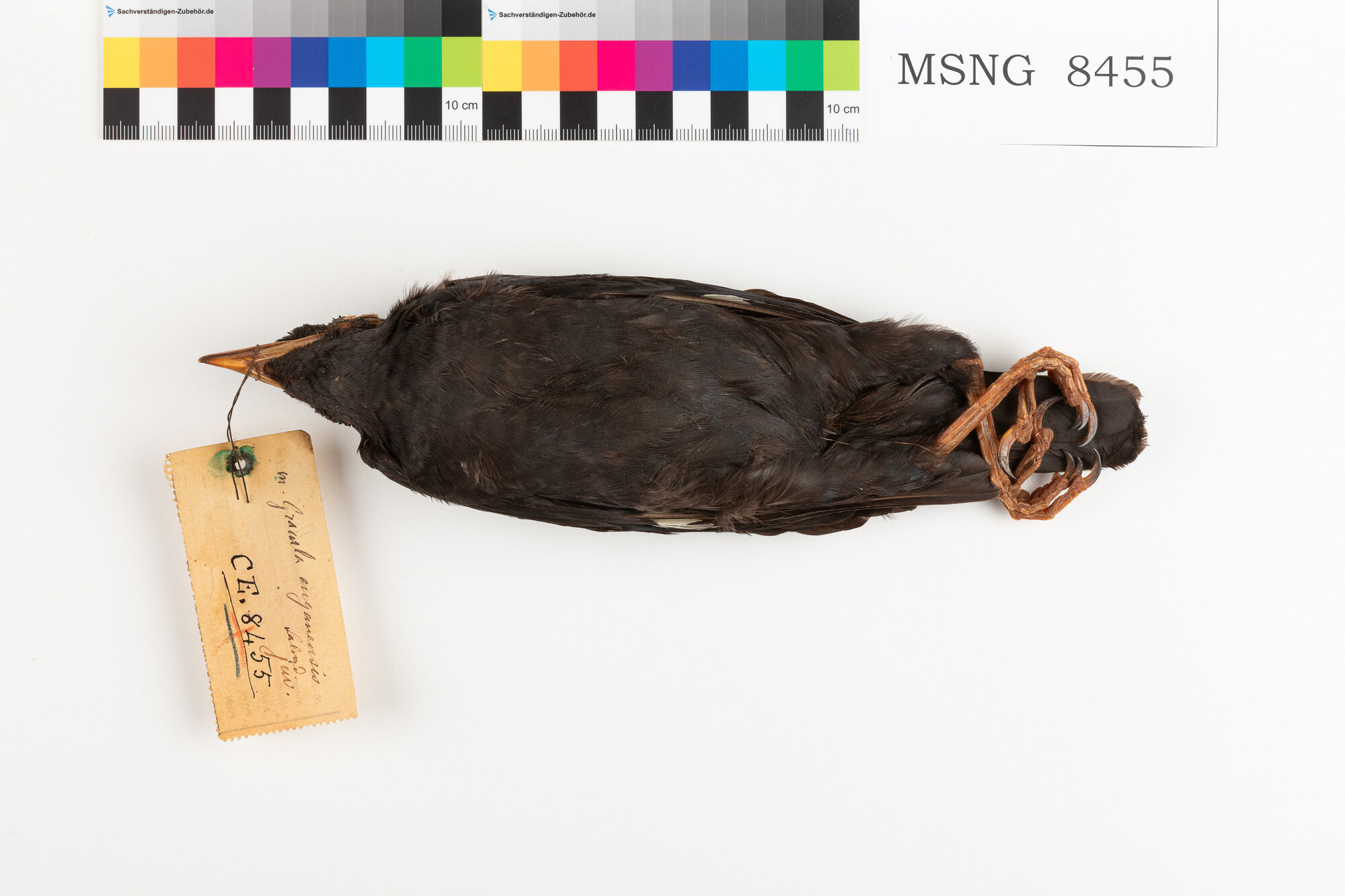 Gracula di Engano (esemplare)