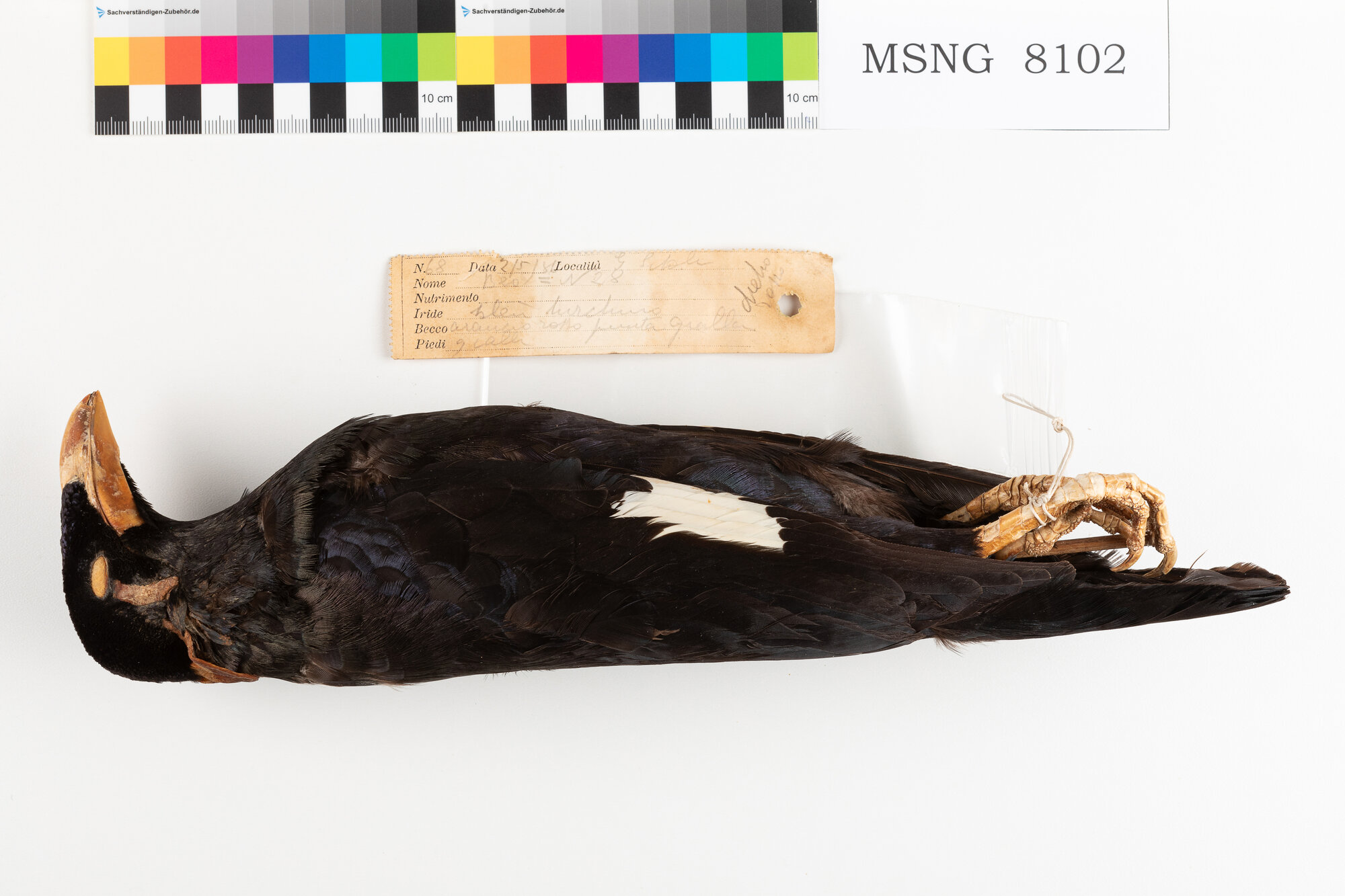 Gracula di Nias (esemplare)