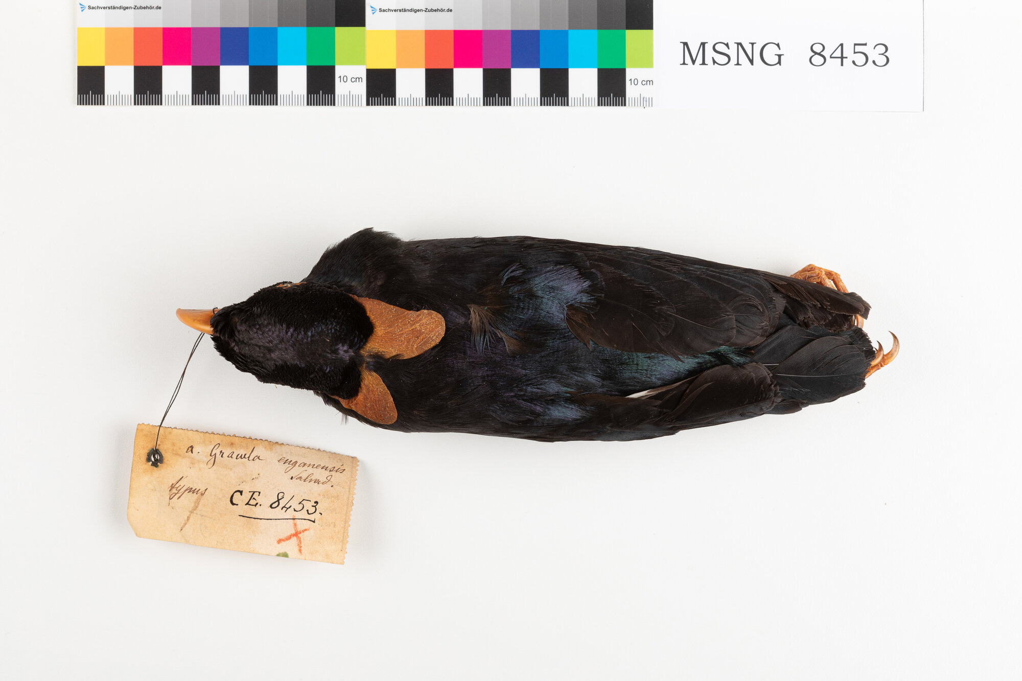 Gracula di Engano (esemplare)