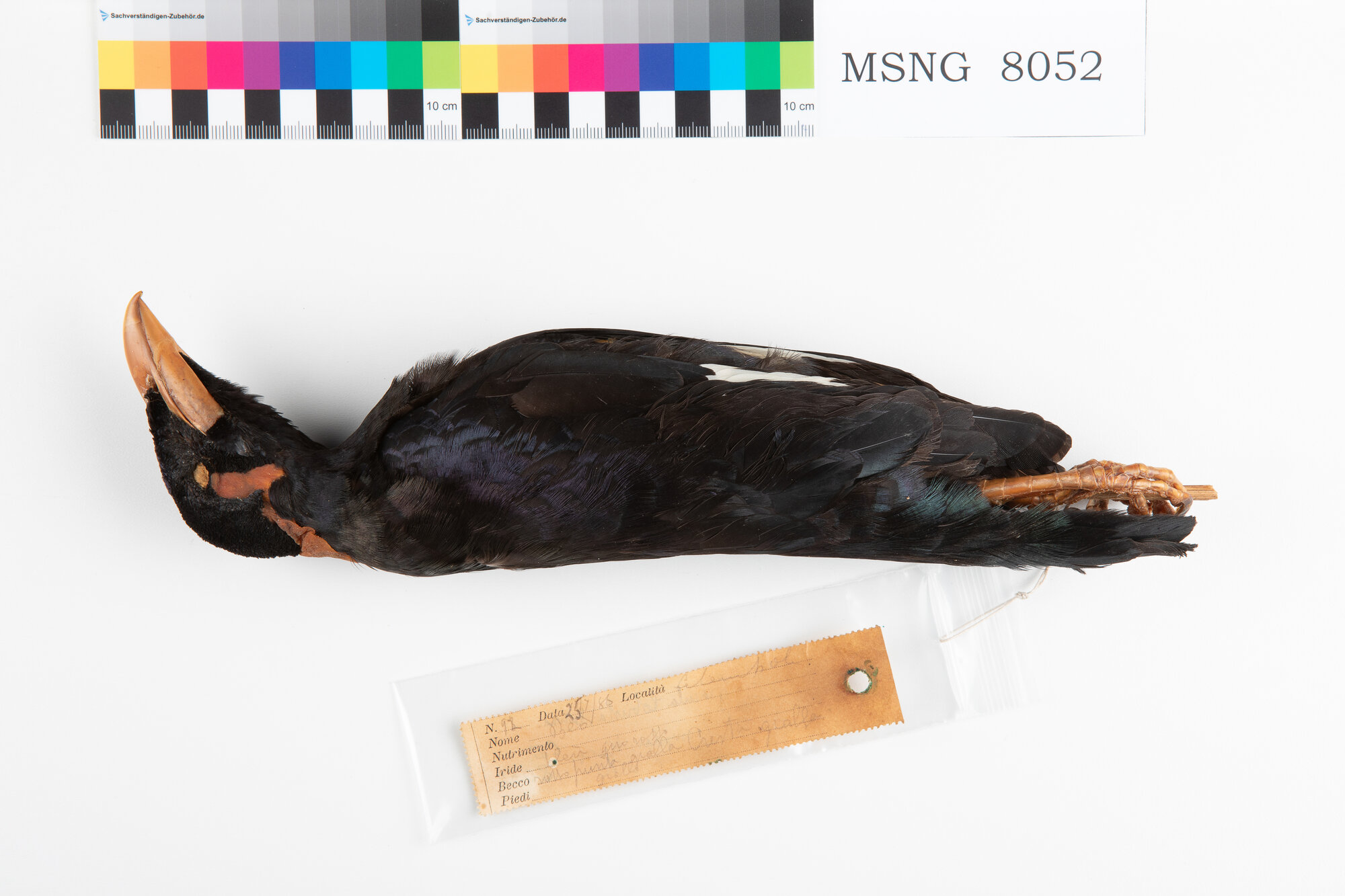 Gracula di Nias (esemplare)