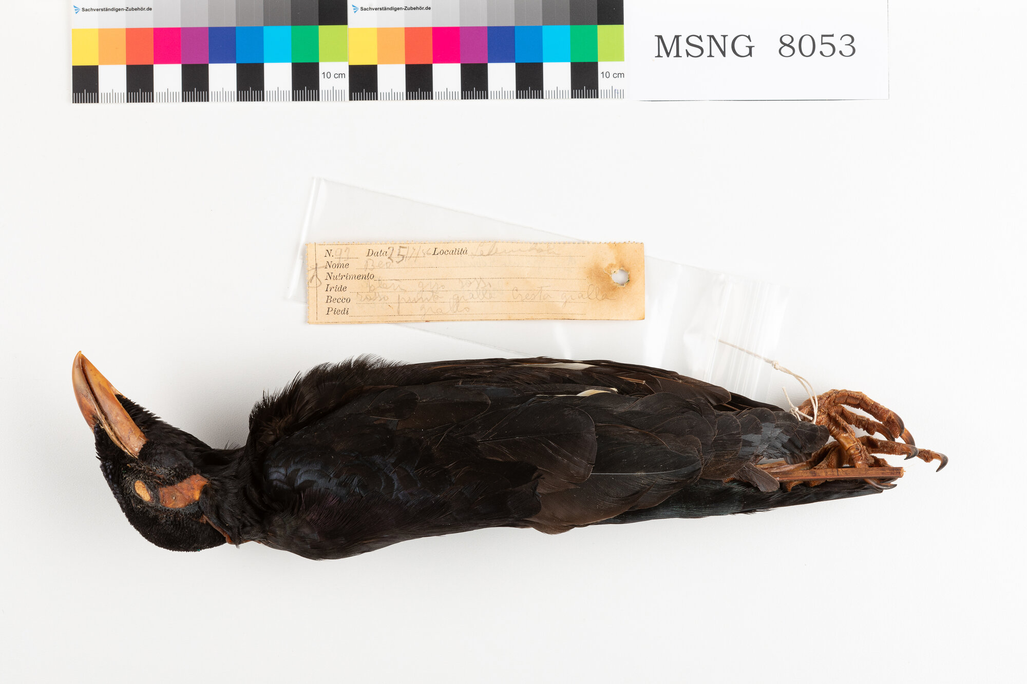 Gracula di Nias (esemplare)