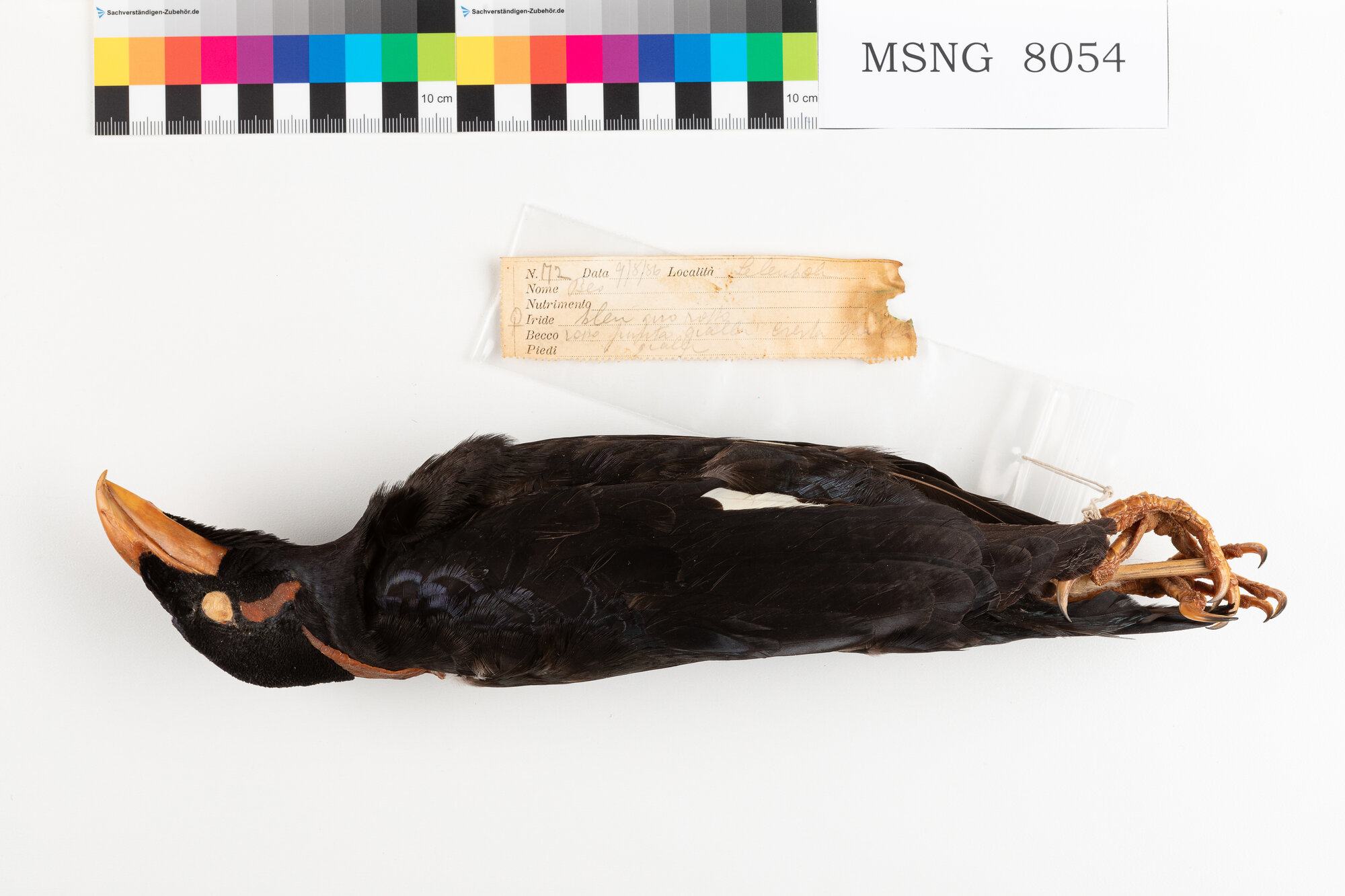 Gracula di Nias (esemplare)