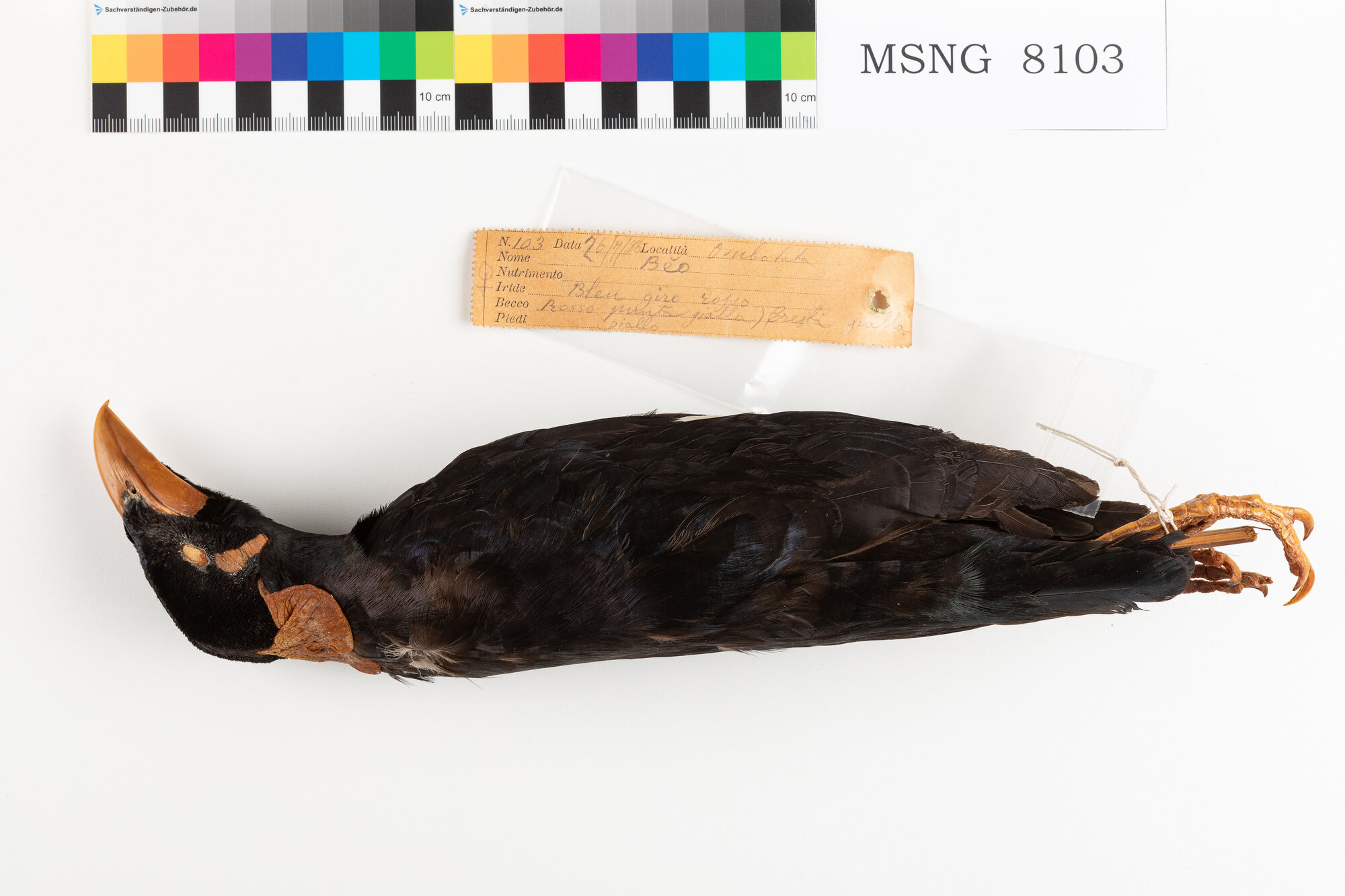 Gracula di Nias (esemplare)