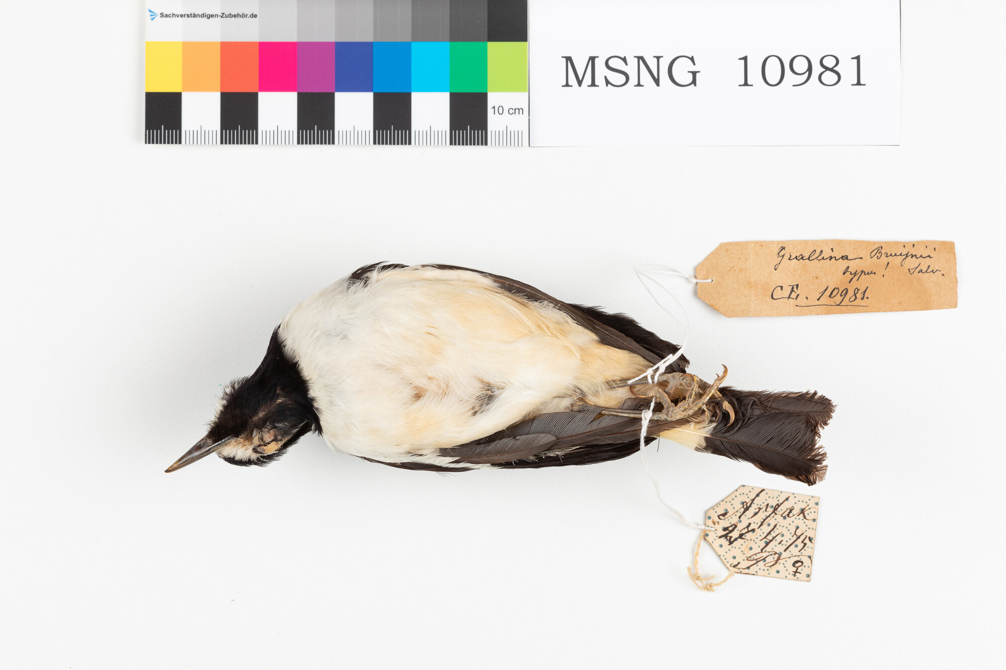 Grallina di Bruijn (esemplare)