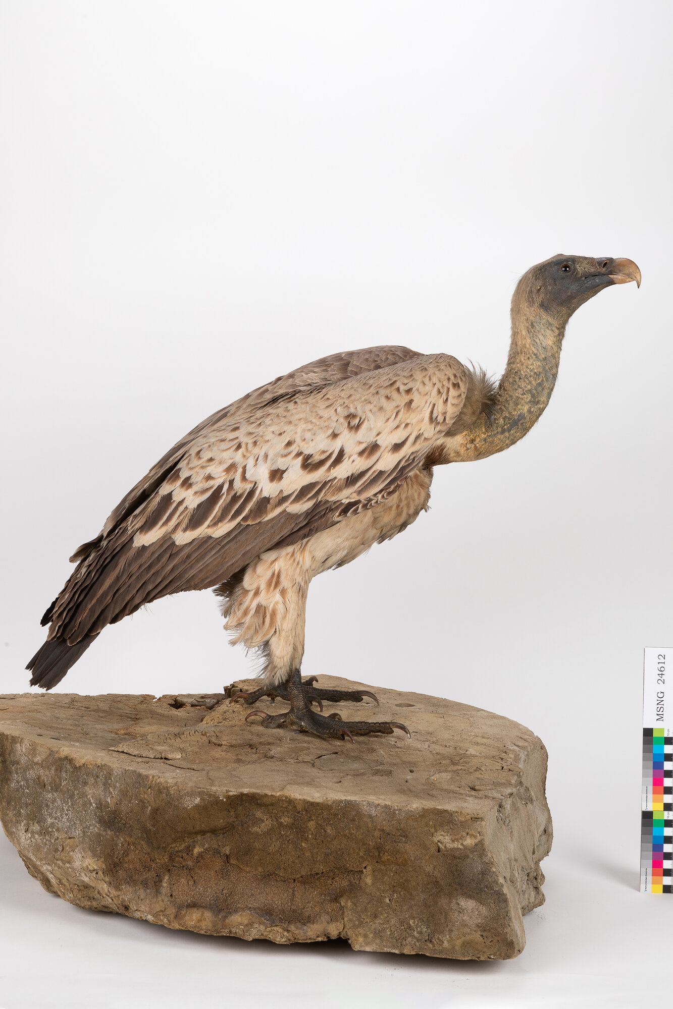 Grifone di Rüppell (esemplare)