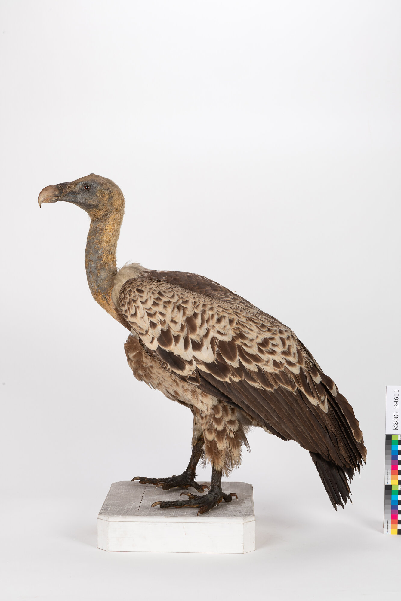 Grifone di Rüppell (esemplare)