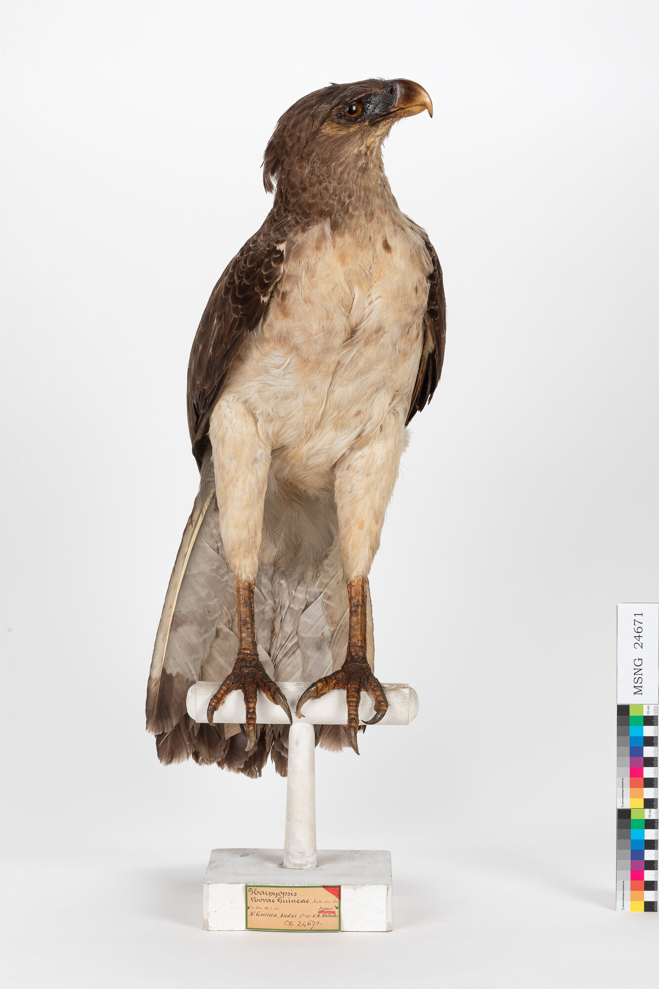 Arpia della Nuova Guinea (esemplare)