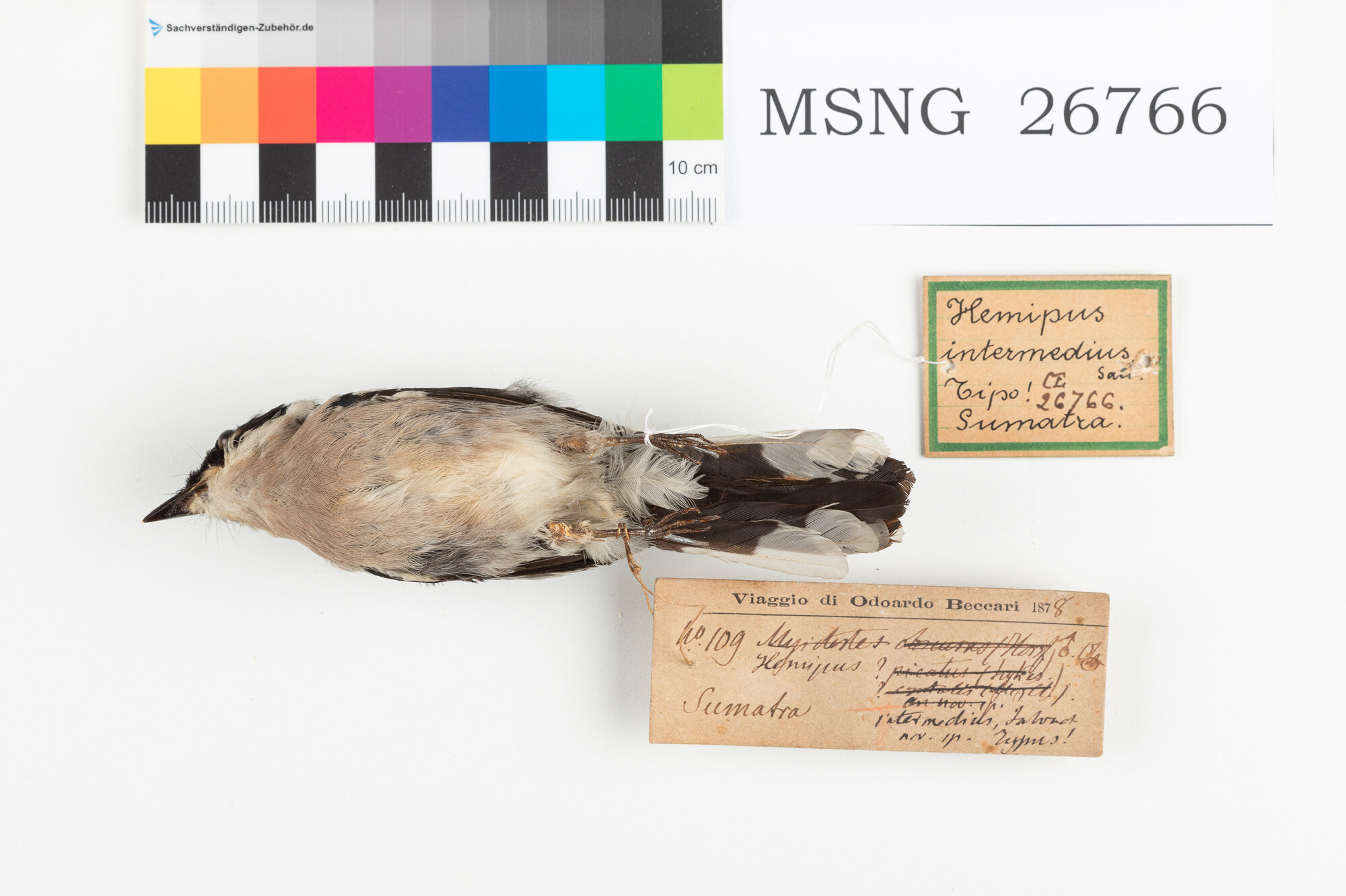 Averla-pigliamosche alifasciate (esemplare)