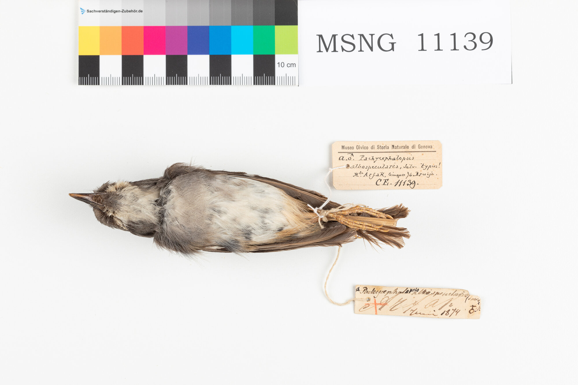 Balia cenerina (esemplare)