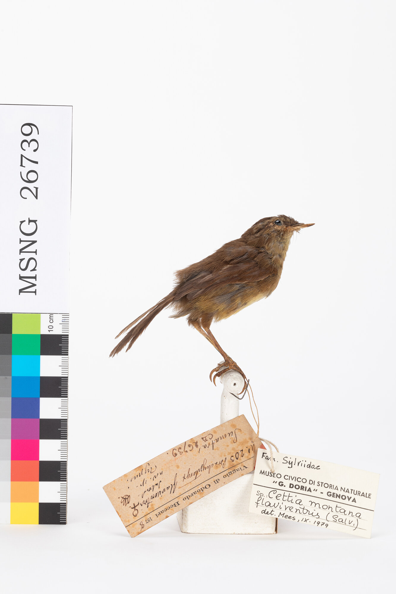 Cettia della Sonda (esemplare)