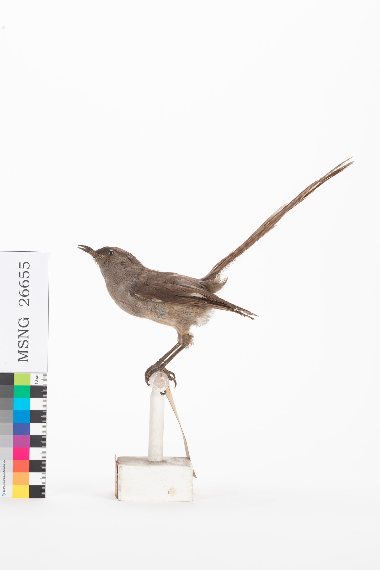 Sibia codalunga (esemplare)