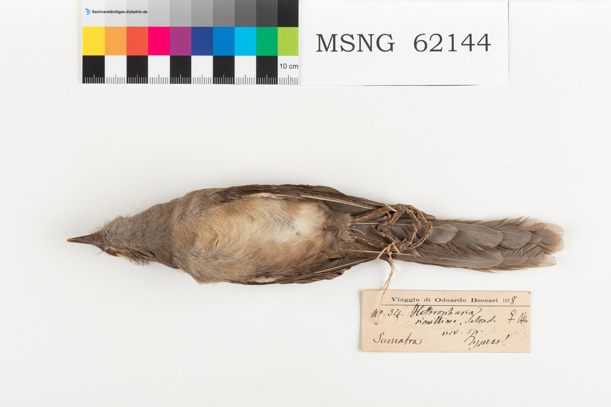 Sibia codalunga (esemplare)