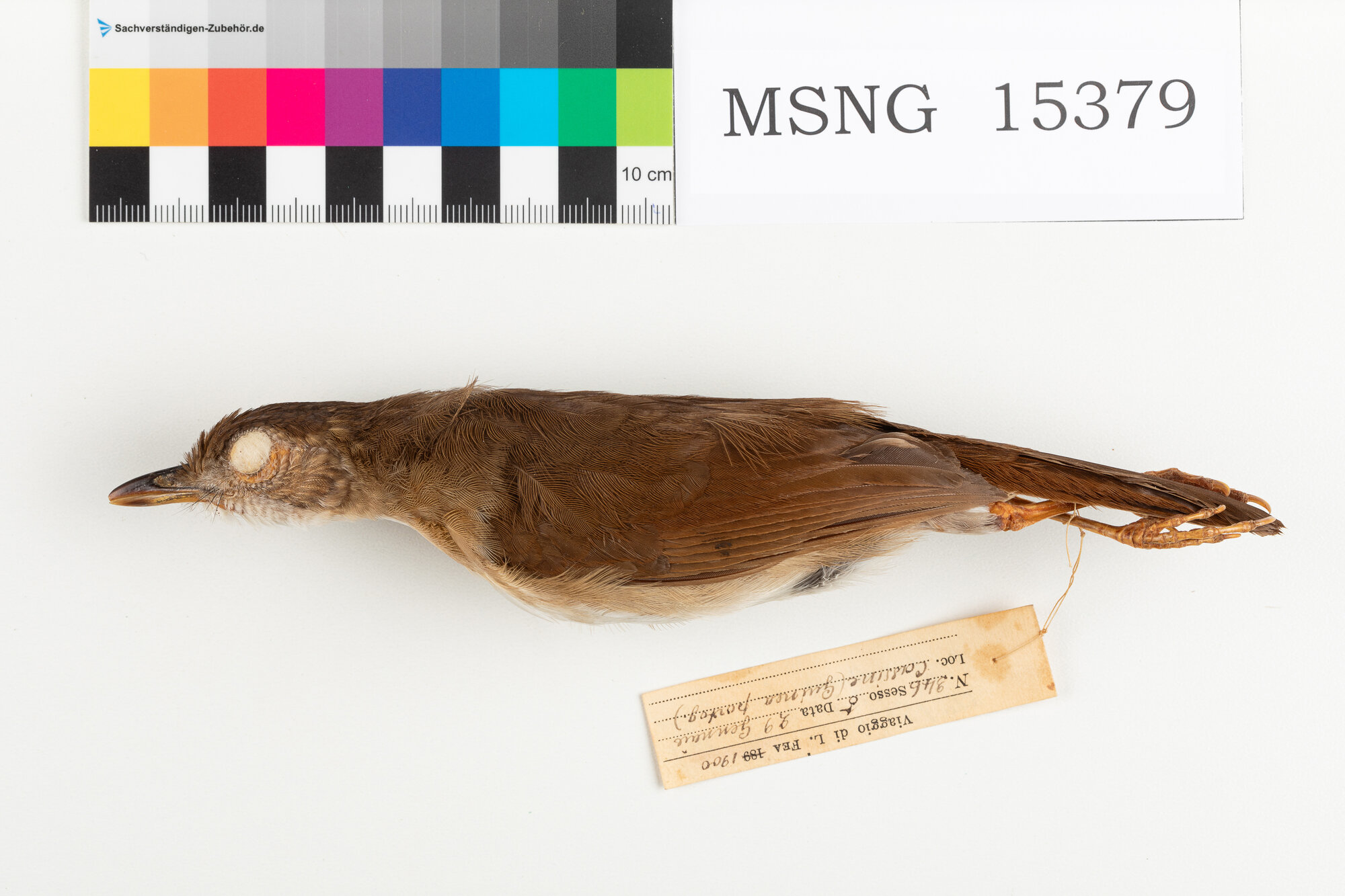 Garrulo tordo di Puvel (esemplare)