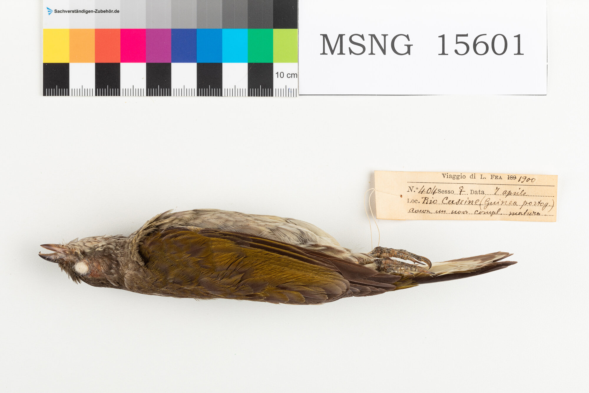 Indicatore maculato (esemplare)