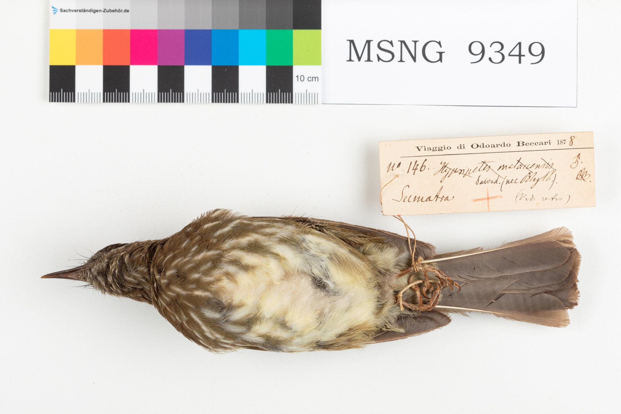 Bulbul di Sumatra (esemplare)