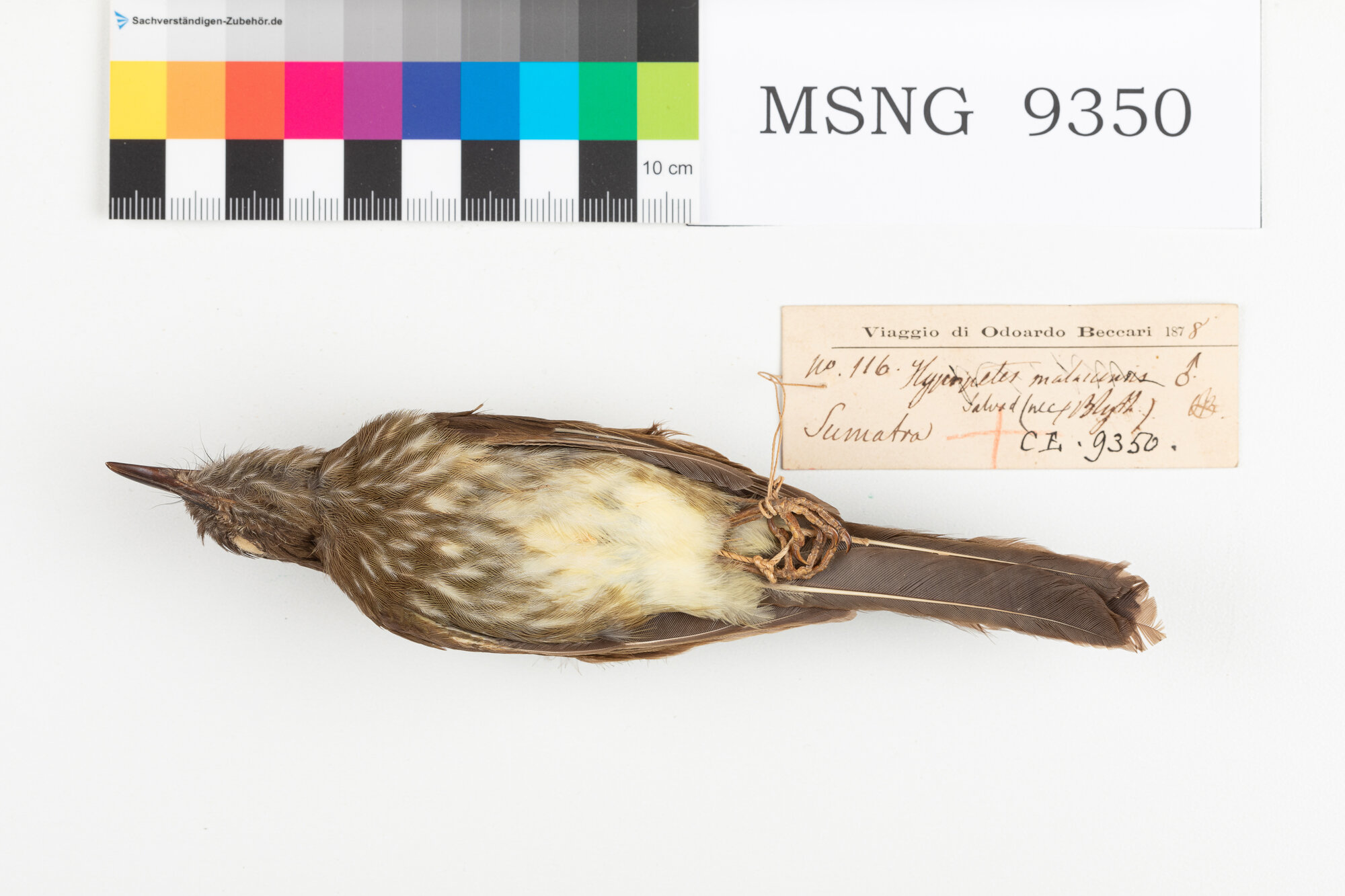 Bulbul di Sumatra (esemplare)