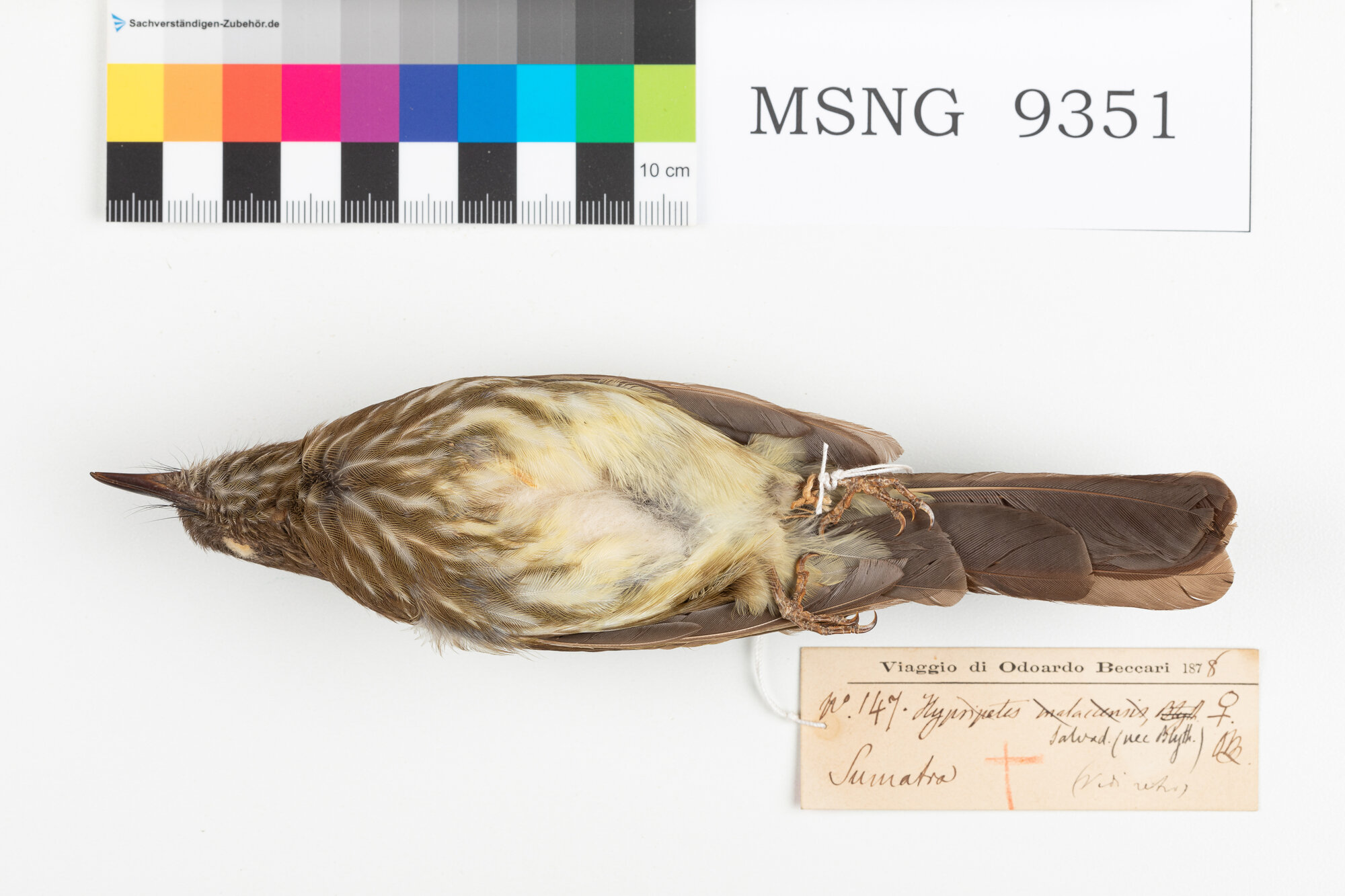 Bulbul di Sumatra (esemplare)