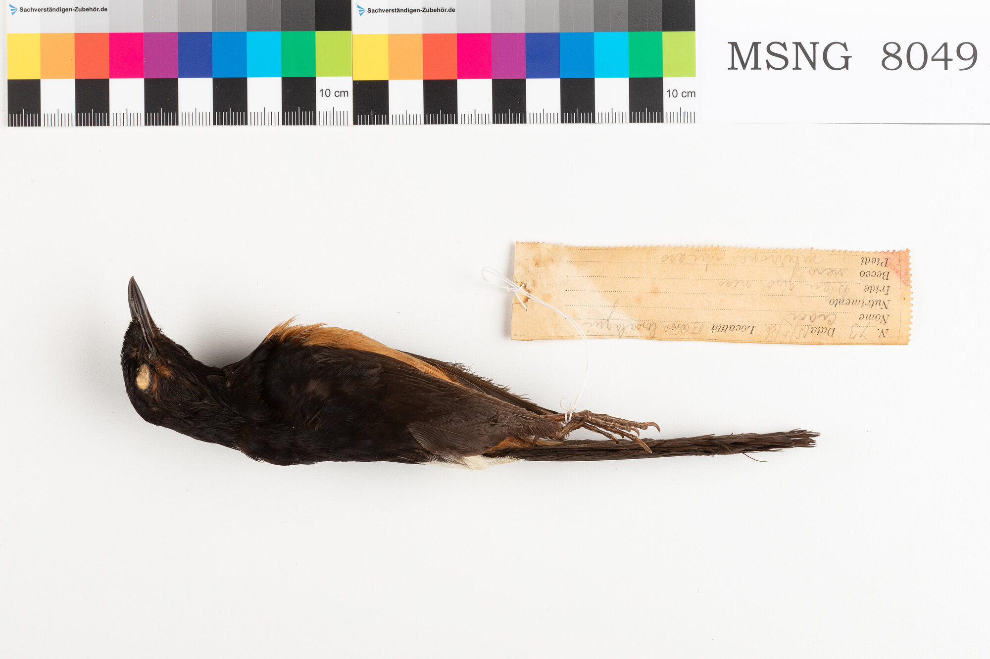 Merlo shama (esemplare)