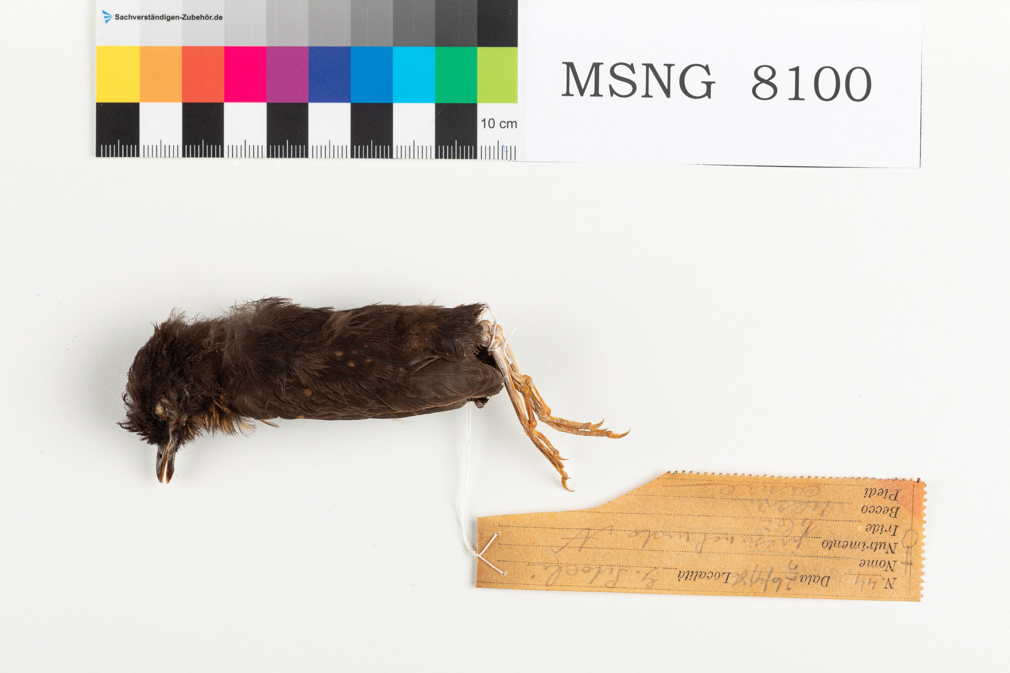 Merlo shama (esemplare)