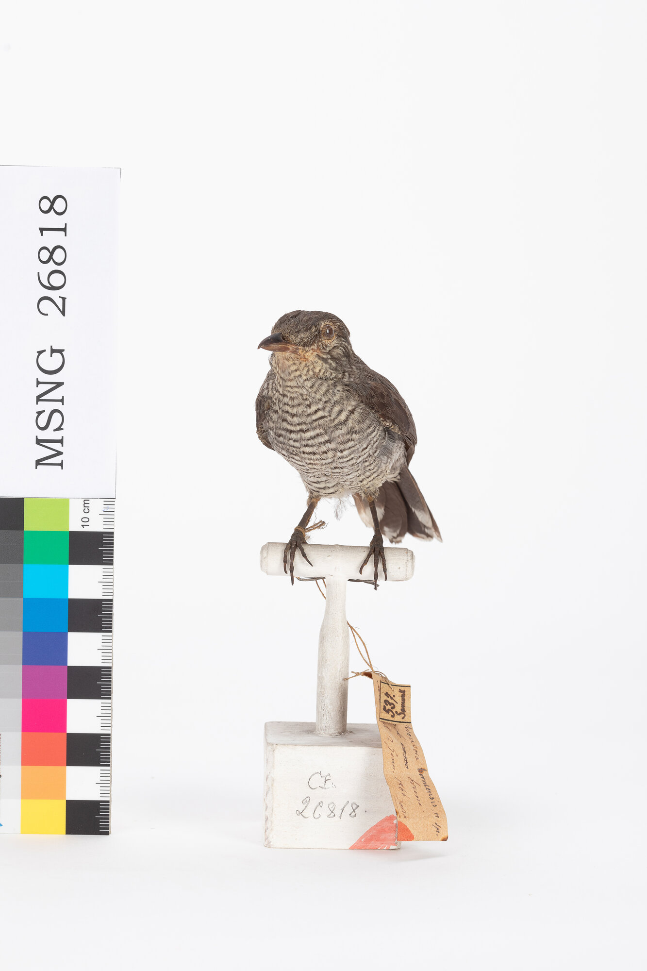 Coracina minore (esemplare)