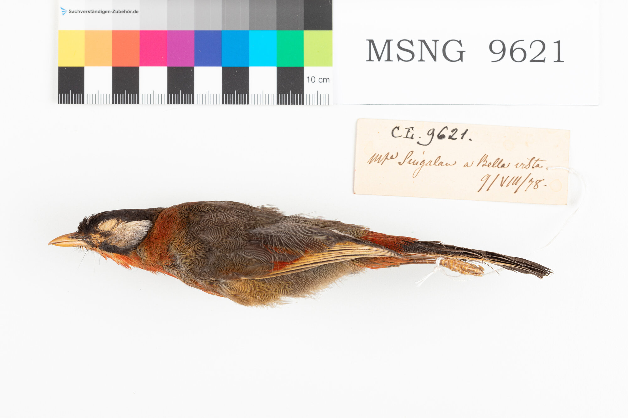 Usignolo orecchie argentate (esemplare)