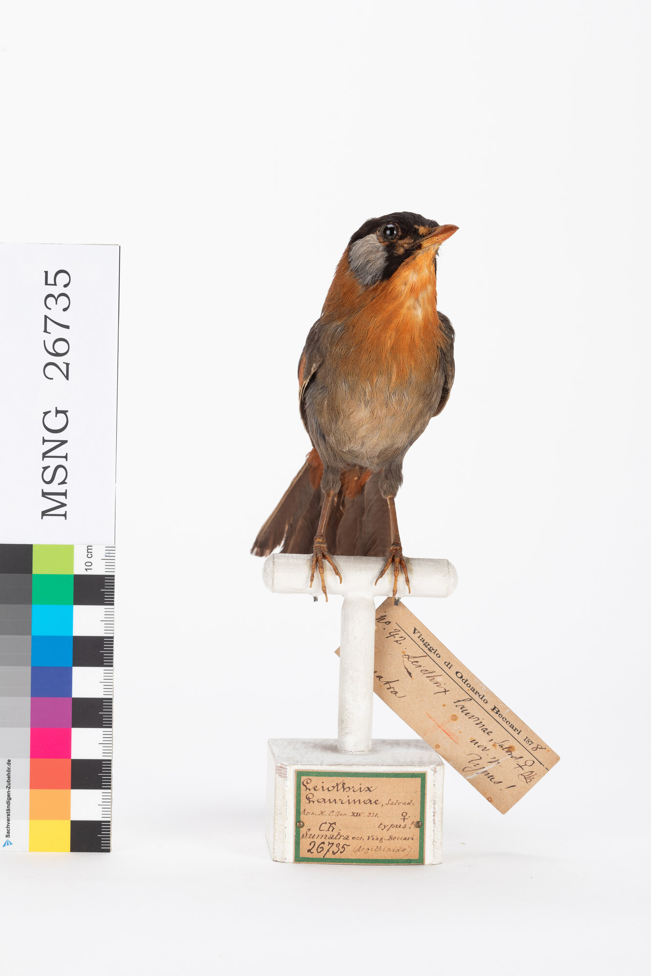 Usignolo orecchie argentate (esemplare)