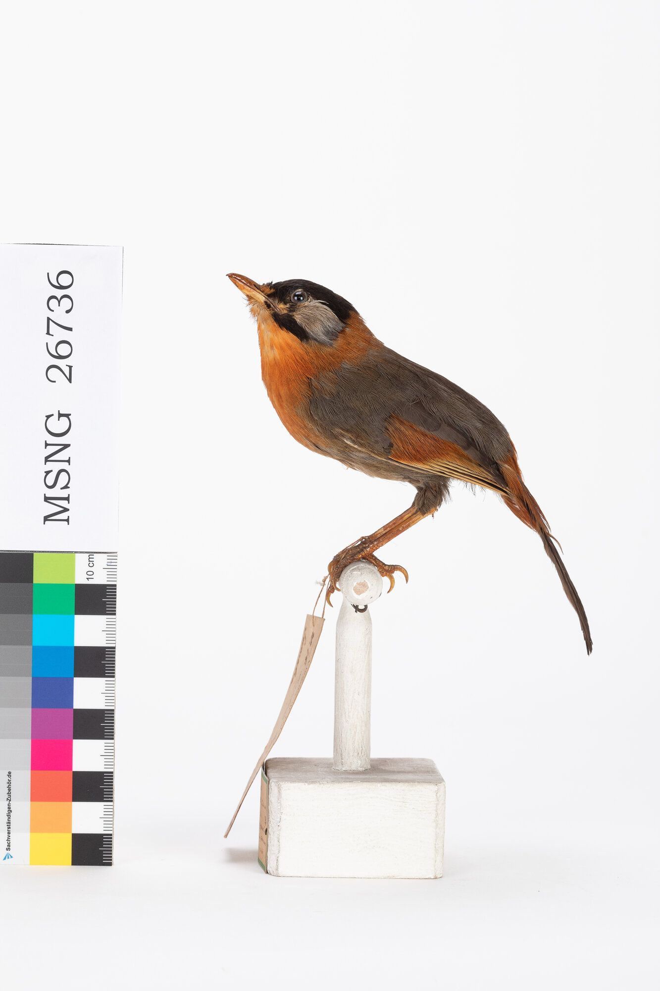 Usignolo orecchie argentate (esemplare)