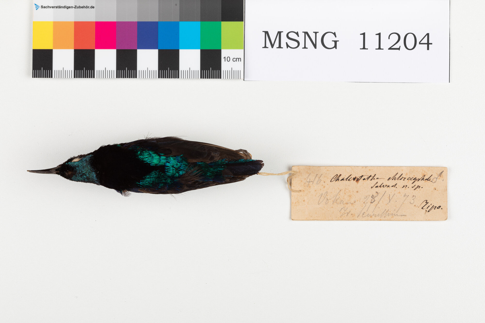 Nettarinia nera (esemplare)