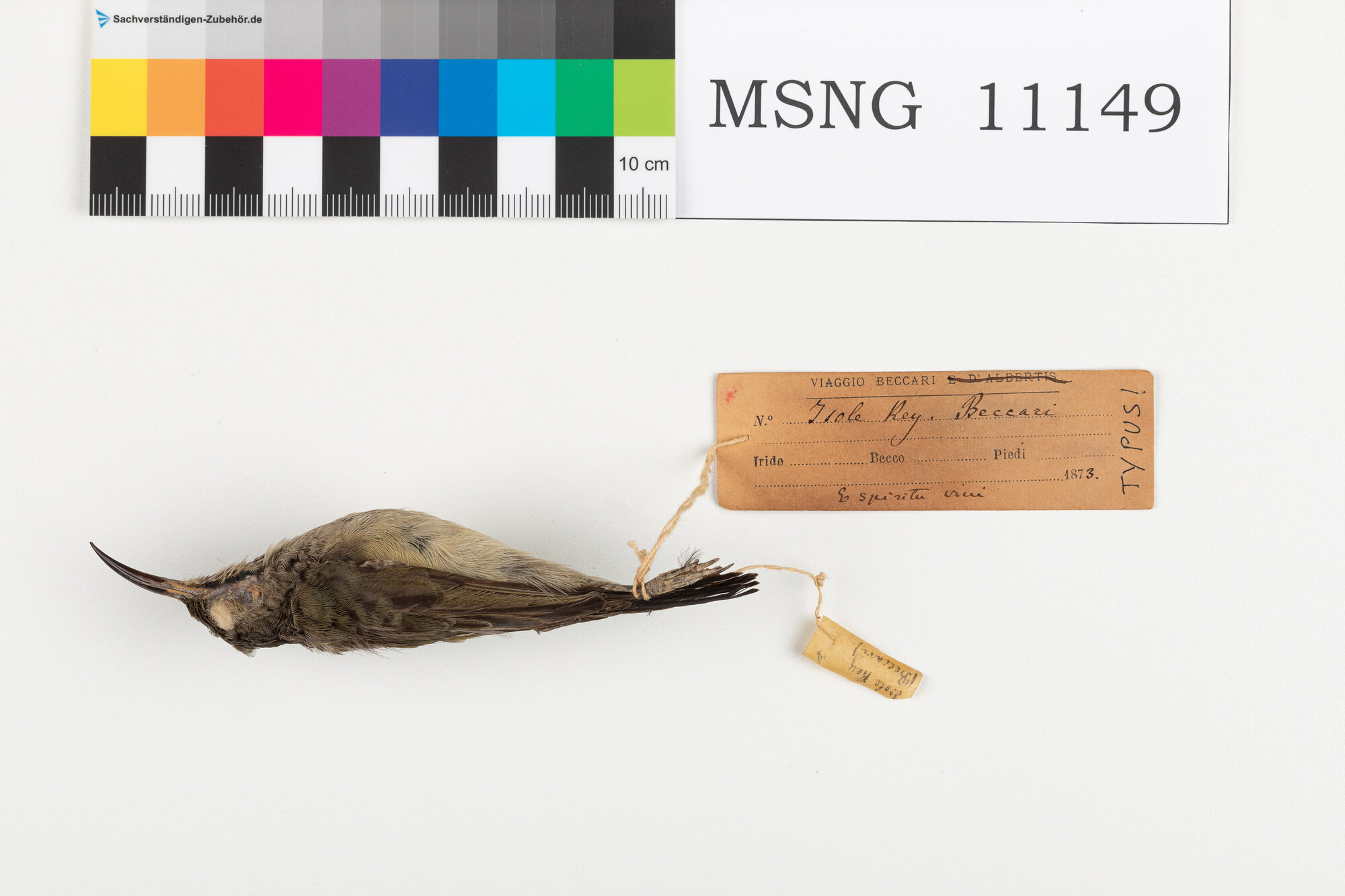 Nettarinia nera (esemplare)