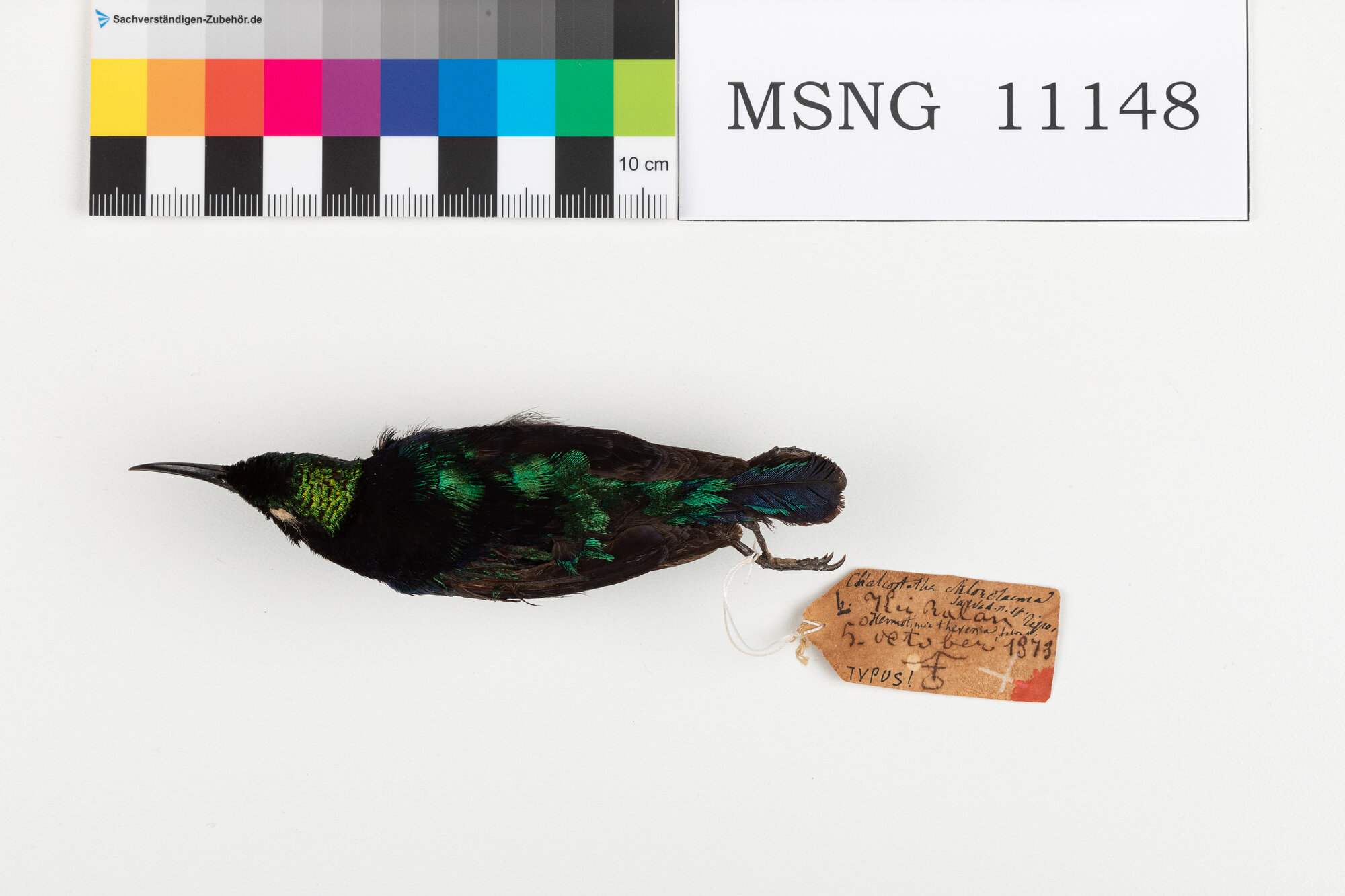 Nettarinia nera (esemplare)