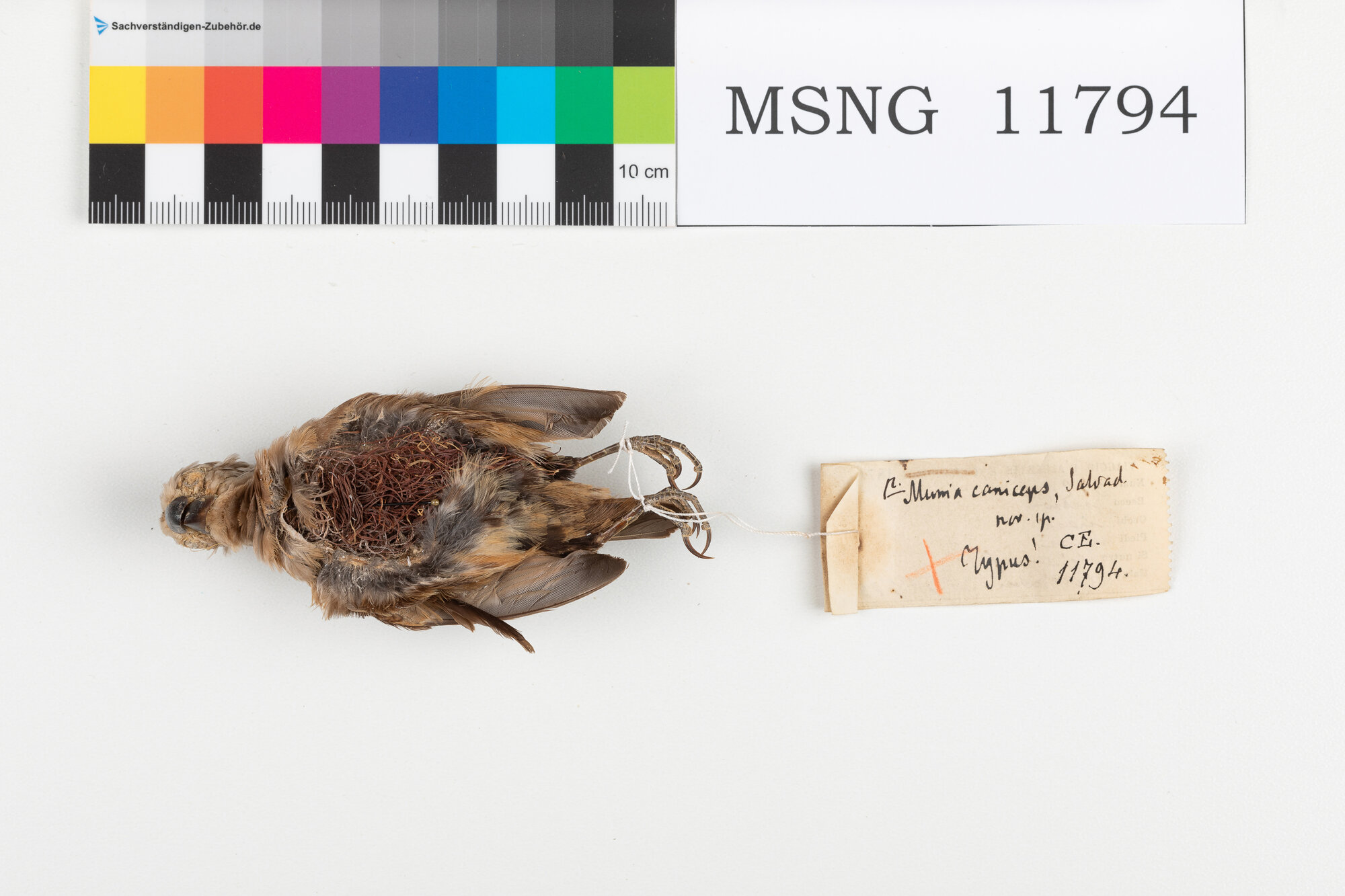 Cappuccino testagrigia (esemplare)