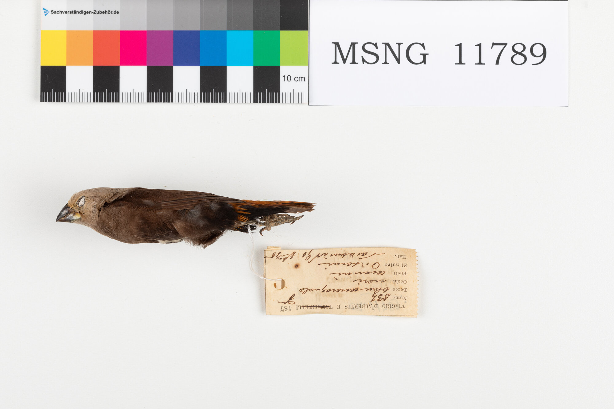 Cappuccino testagrigia (esemplare)