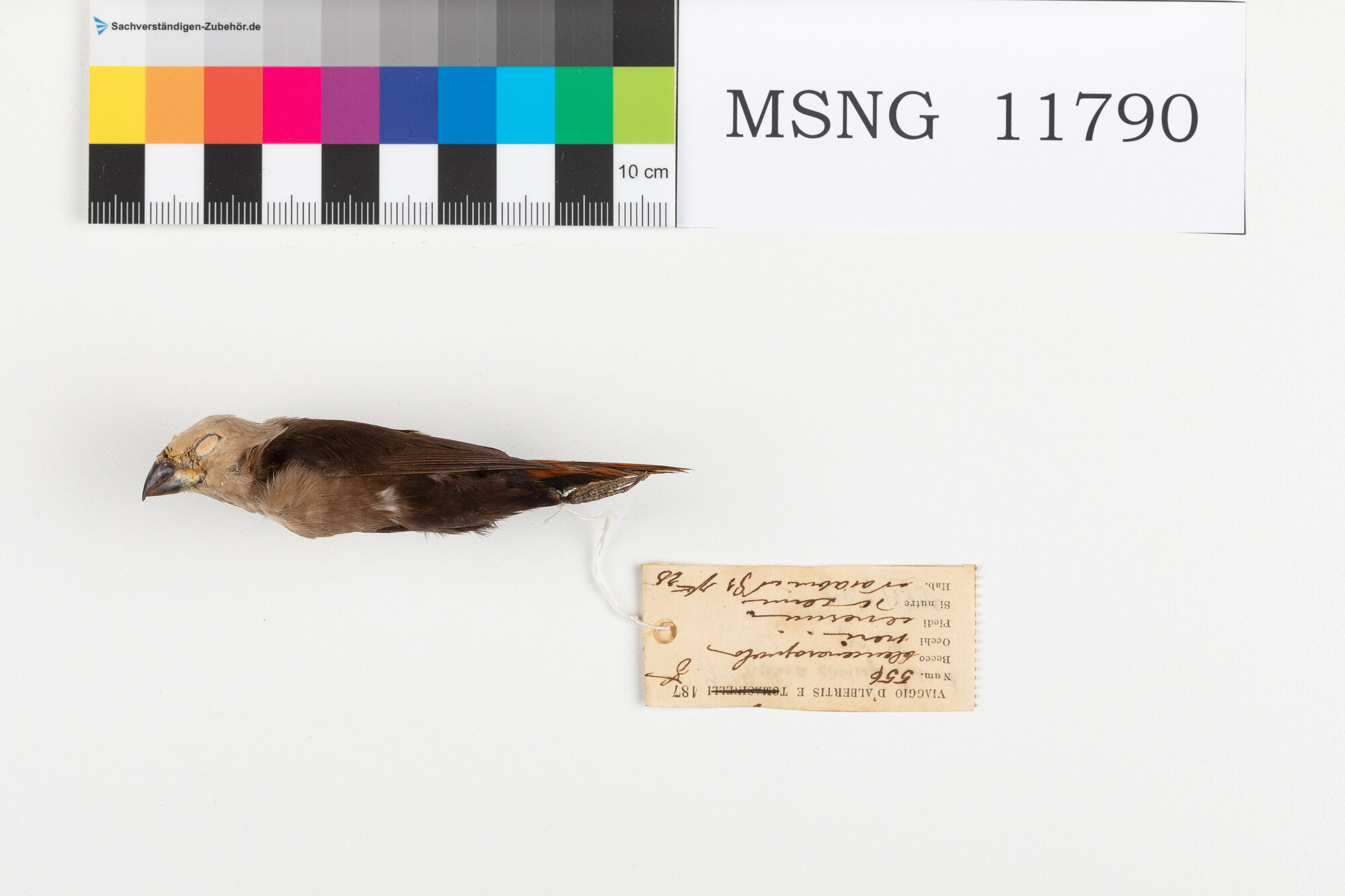 Cappuccino testagrigia (esemplare)