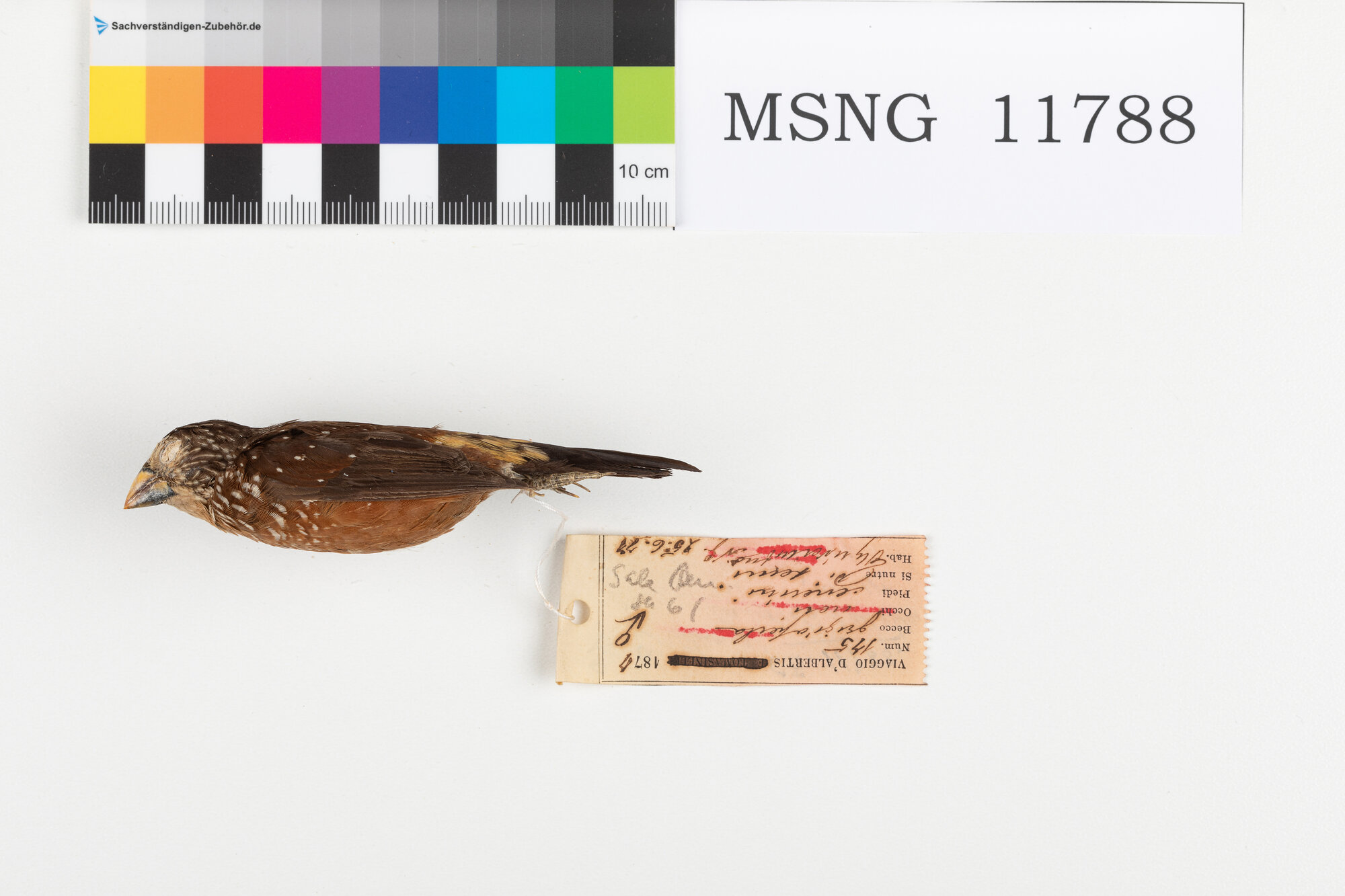 Cappuccino testastriata (esemplare)