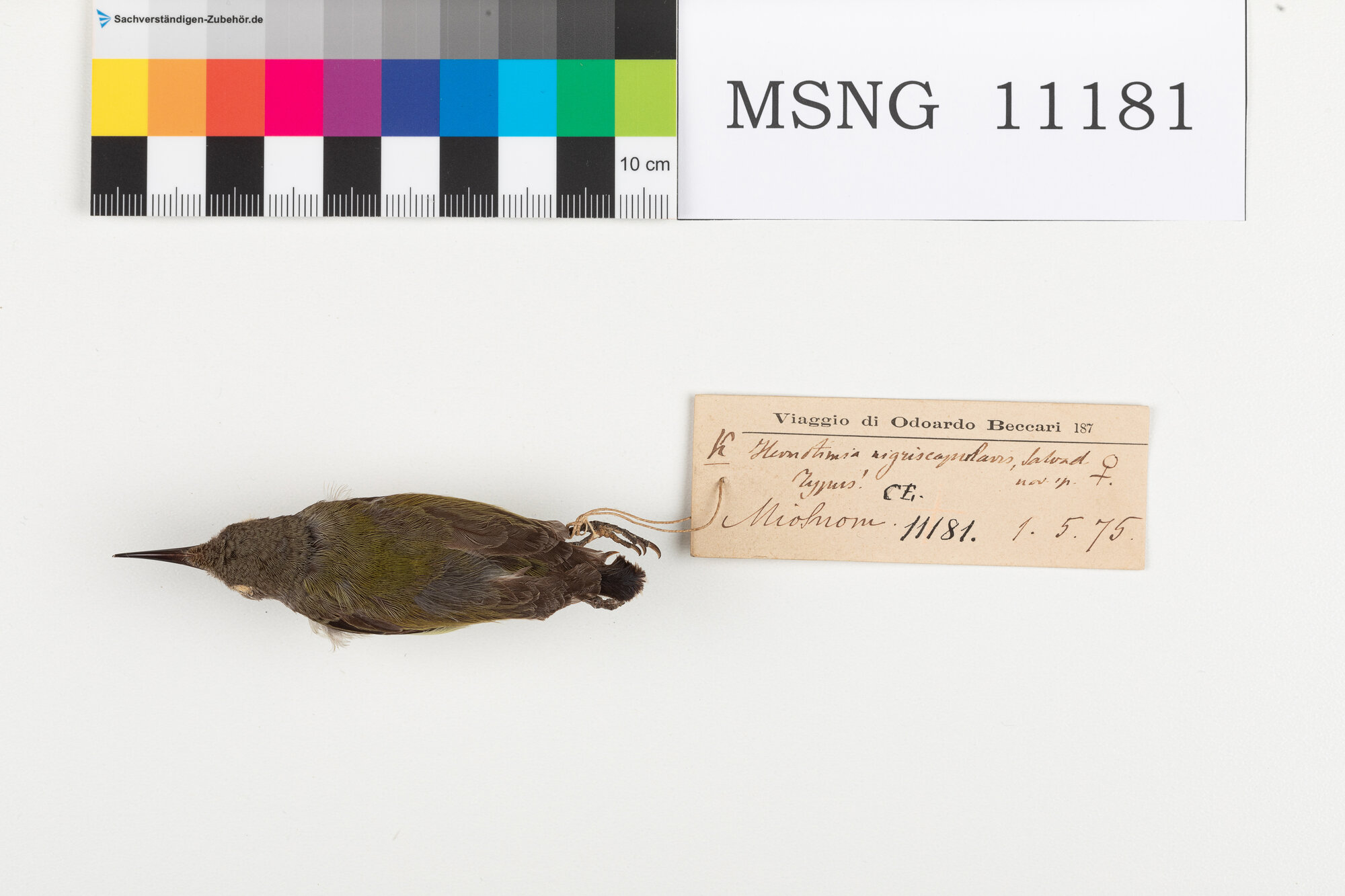 Nettarinia nera (esemplare)