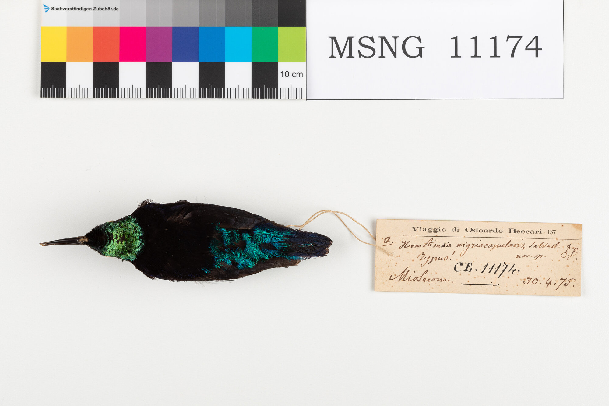 Nettarinia nera (esemplare)