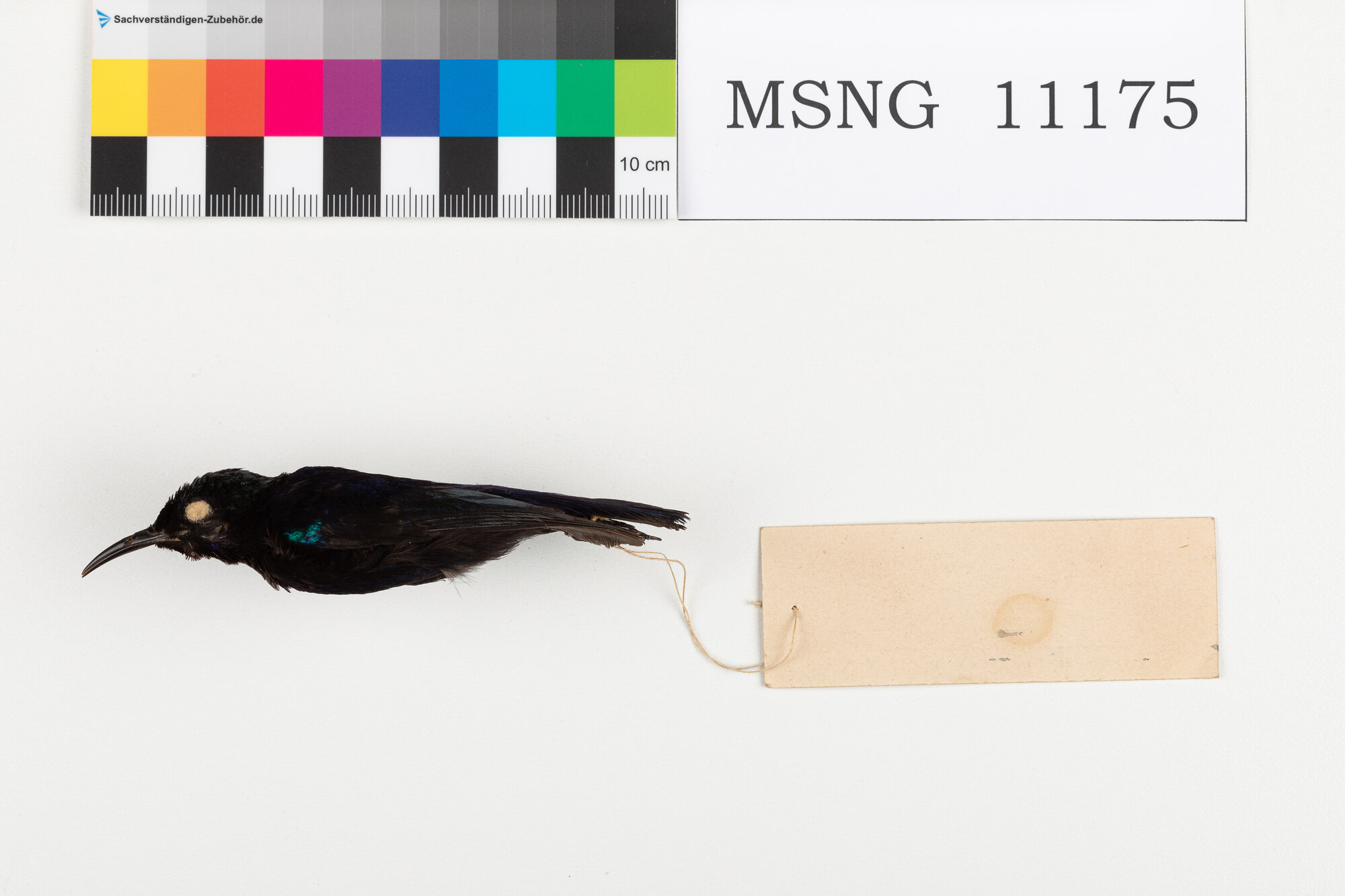 Nettarinia nera (esemplare)