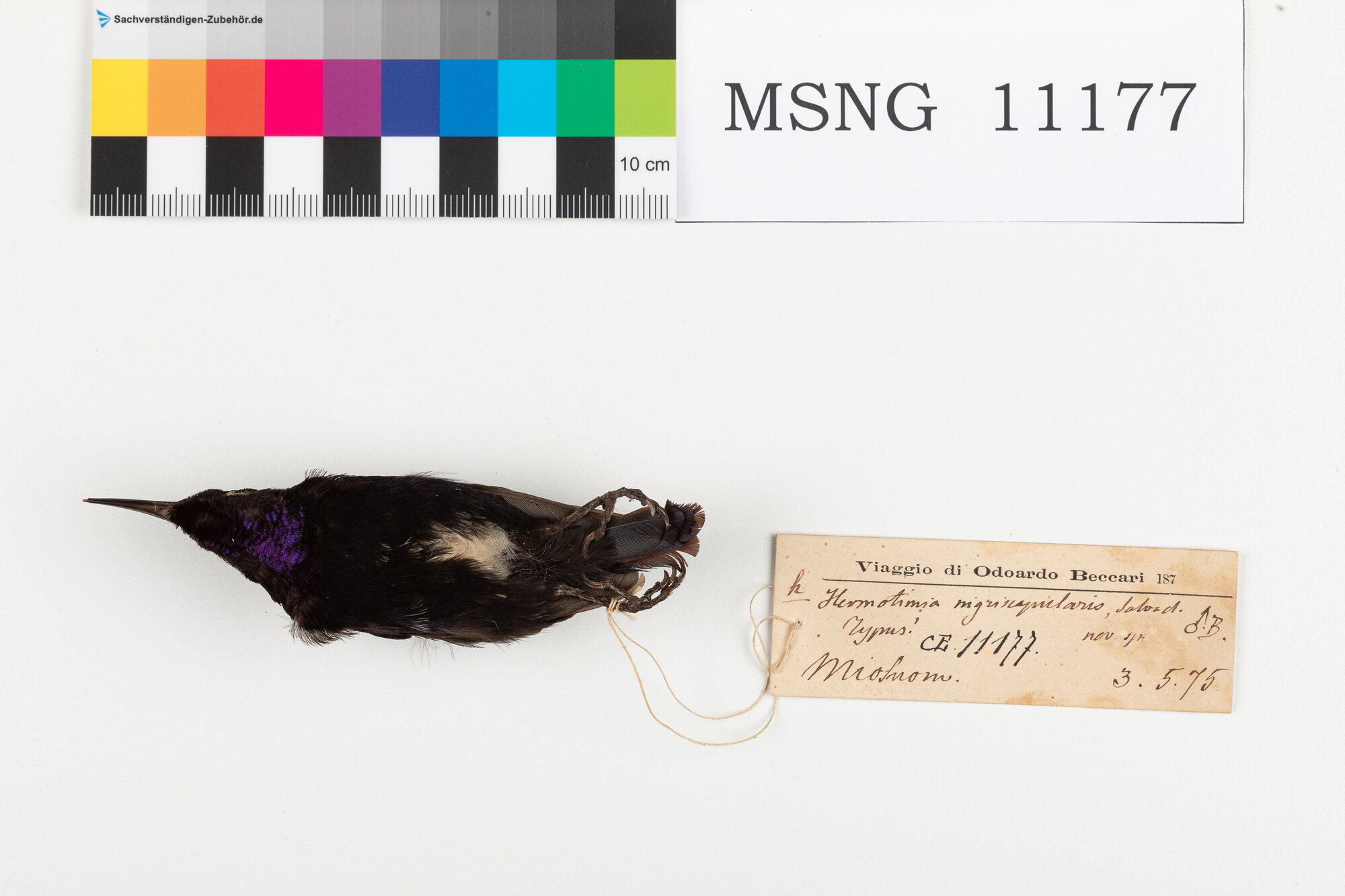 Nettarinia nera (esemplare)