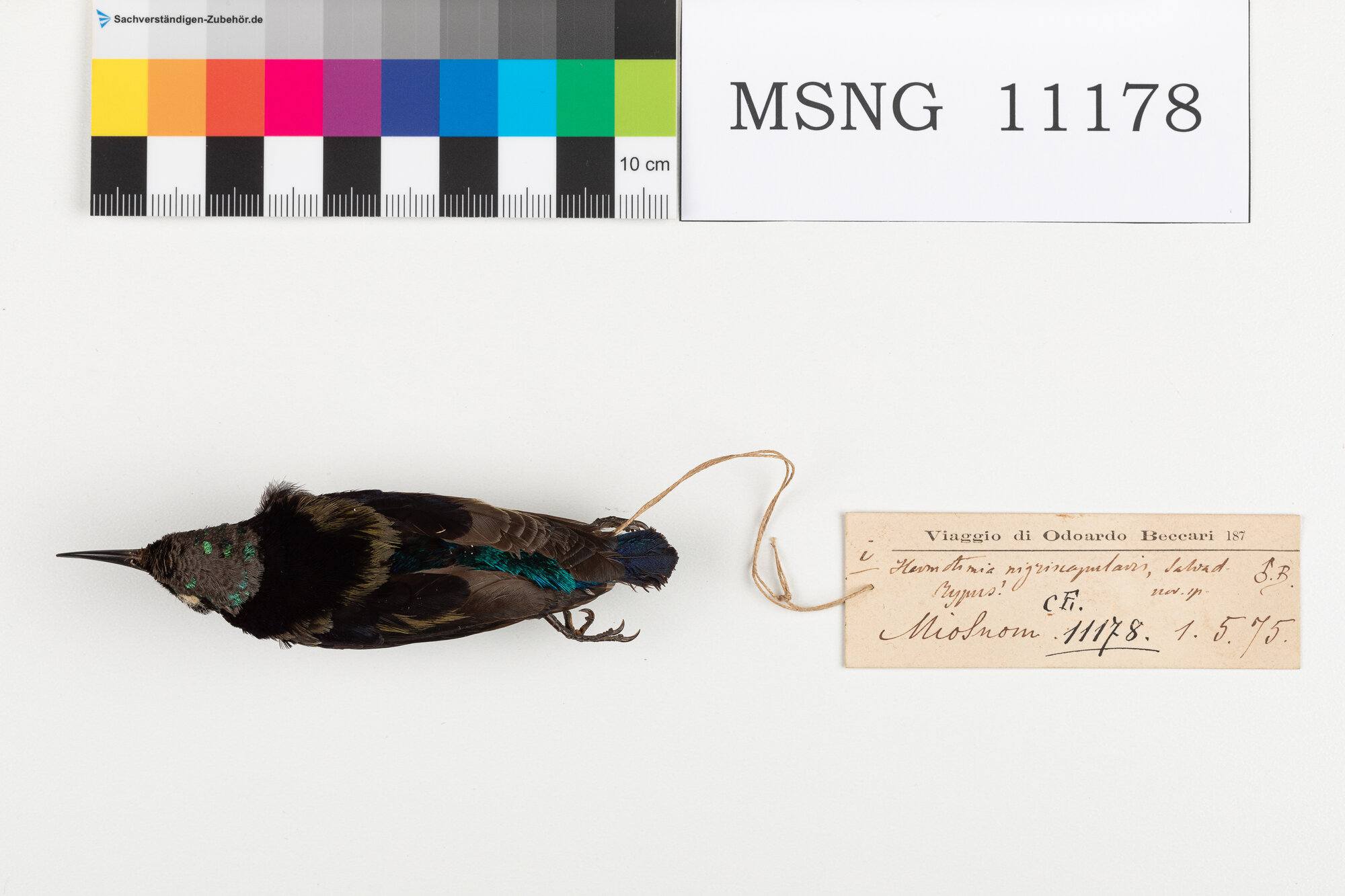 Nettarinia nera (esemplare)