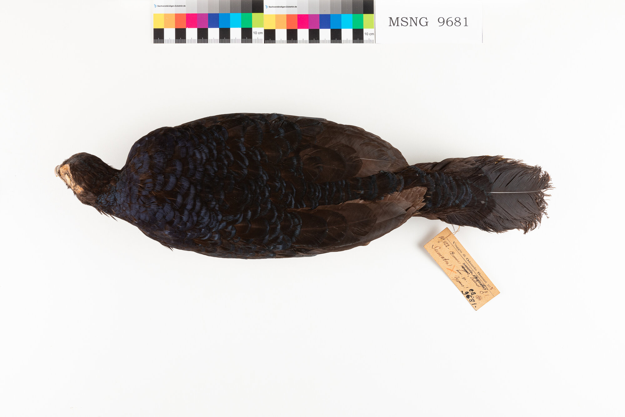 Fagiano di Salvadori (esemplare)