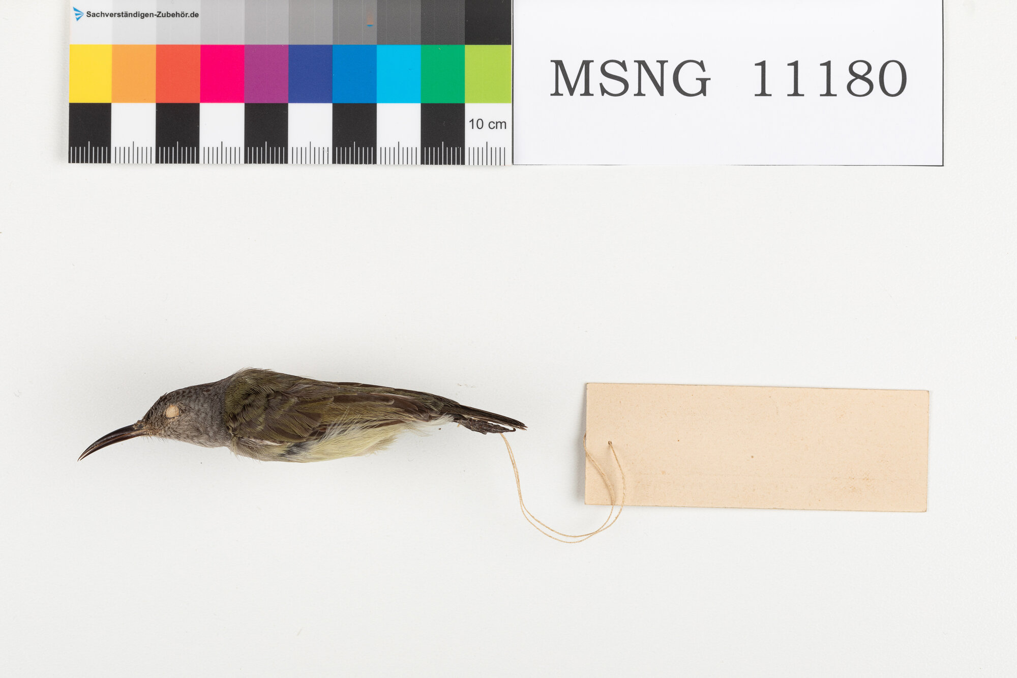 Nettarinia nera (esemplare)